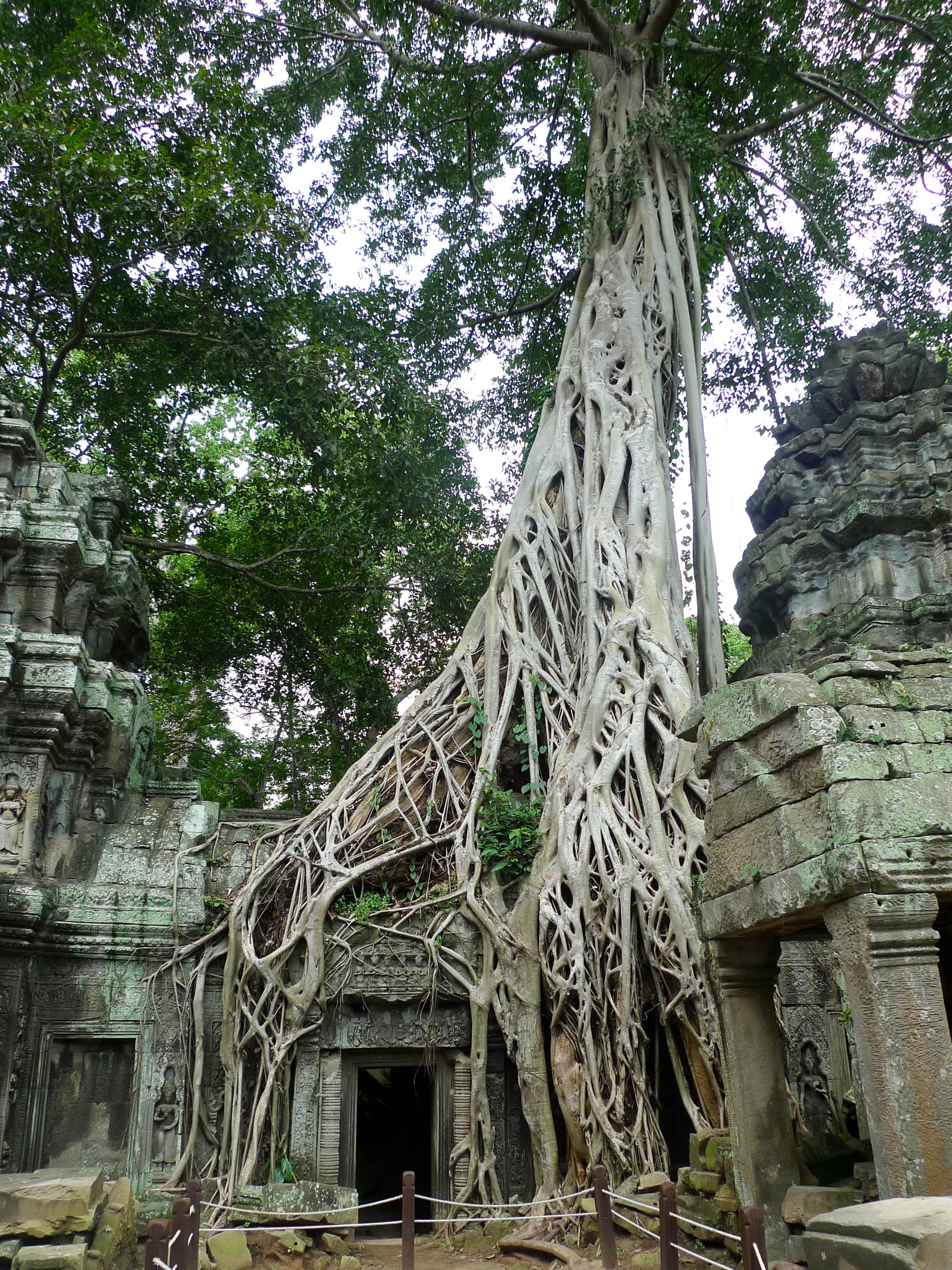 Enormous pale tree roots draped over and through the stone galleries of a ruined temple