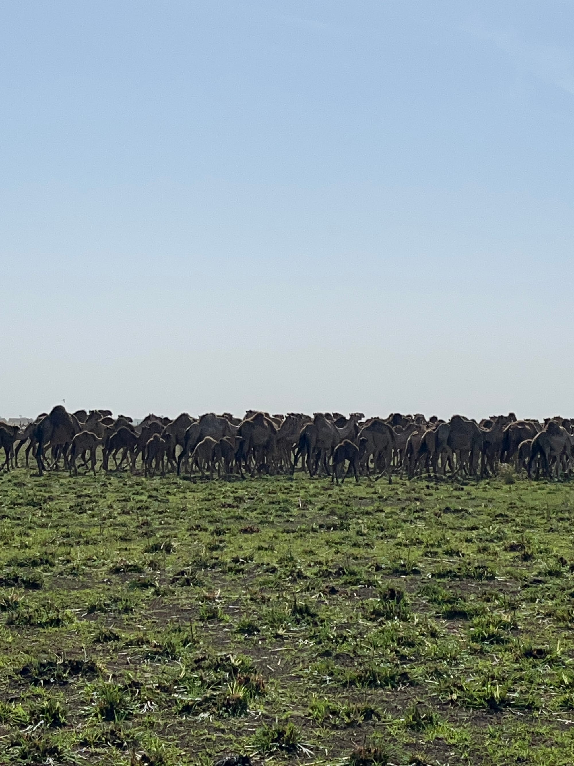 Camels crossing dry golden grassland dotted with low trees