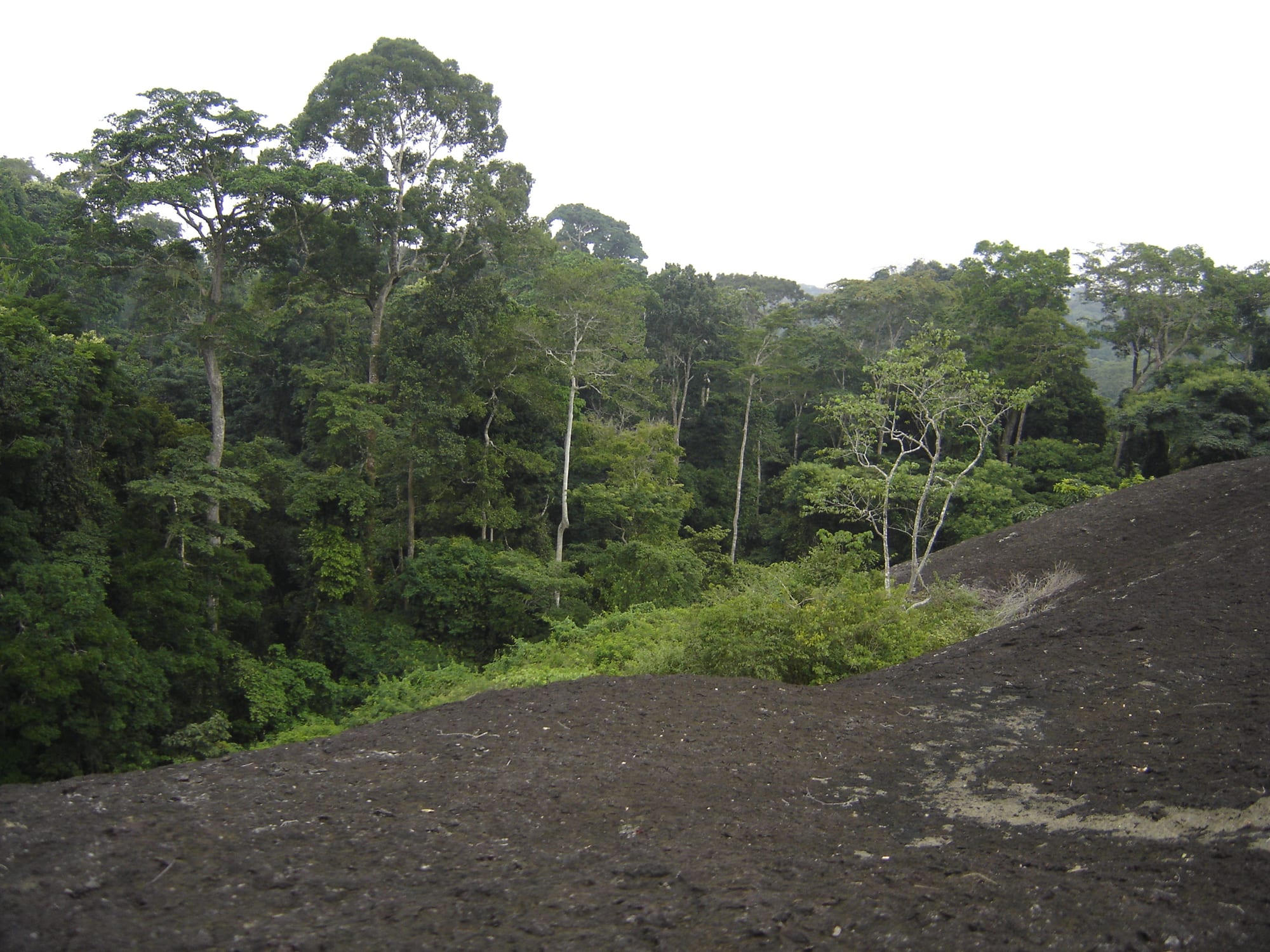 Unbroken tropical rainforest canopy stretching to the horizon
