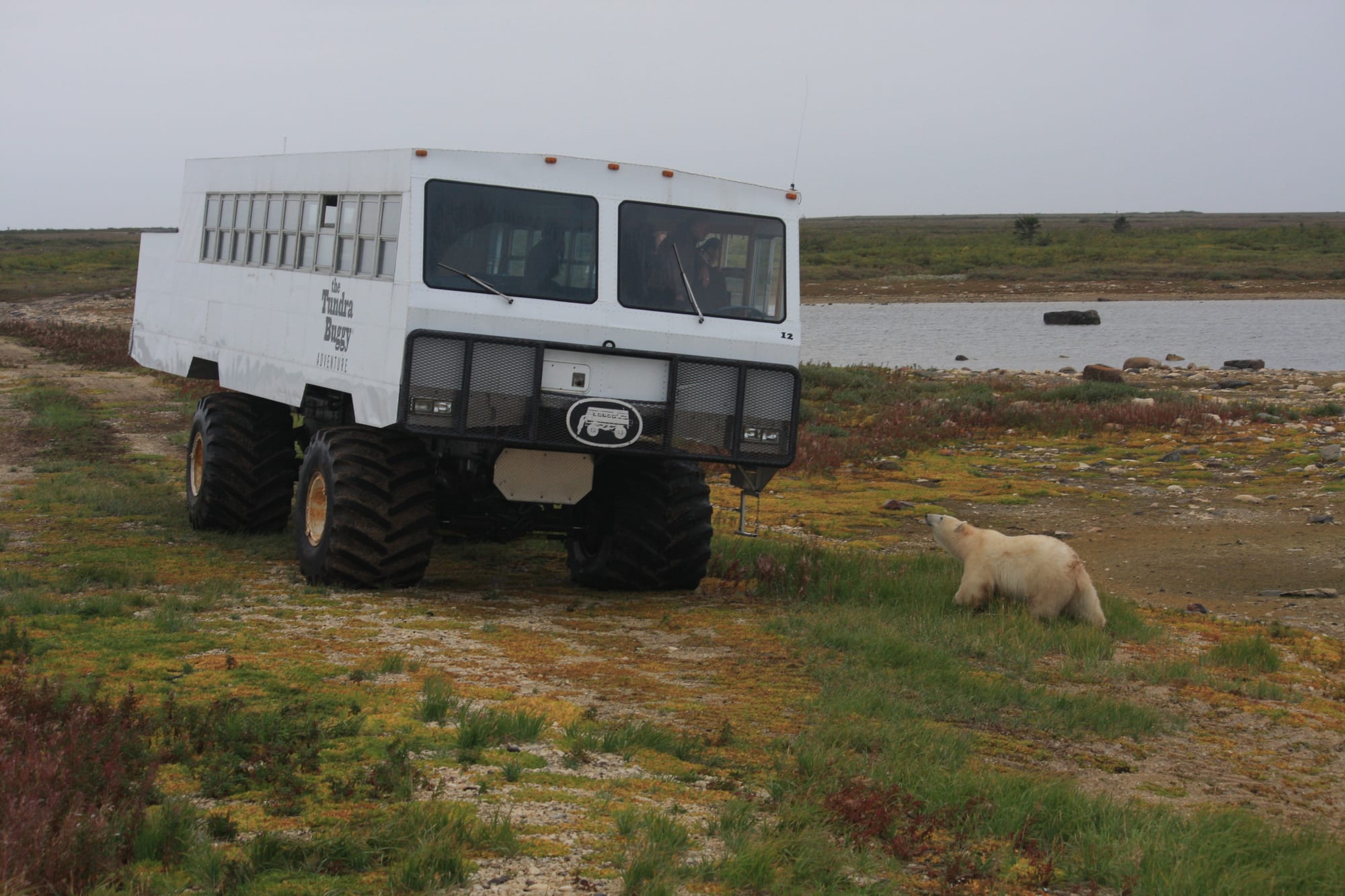 A polar bear on snowy tundra right beside a large-tyred viewing vehicle