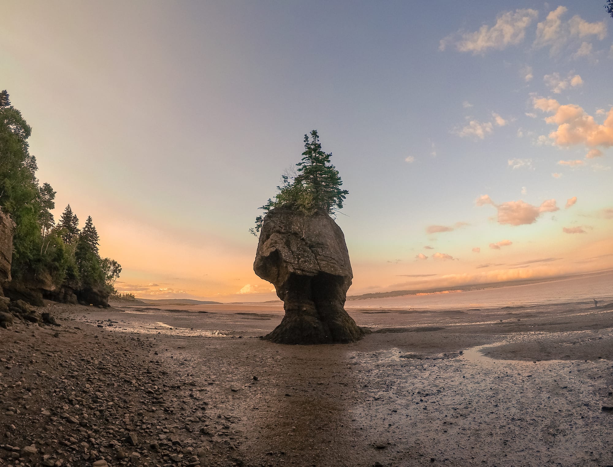 Tall sea stacks topped with trees standing on a wide mudflat at low tide