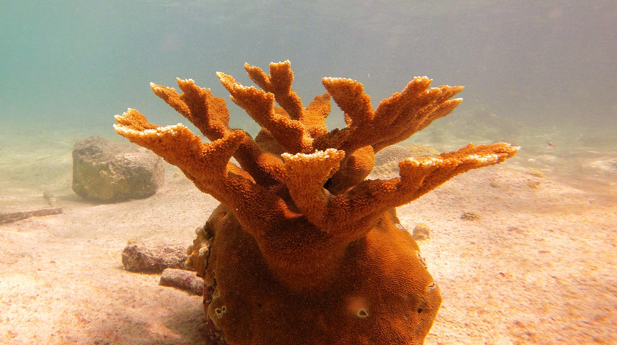 Brain coral, sea fans and reef fish in shallow sunlit water