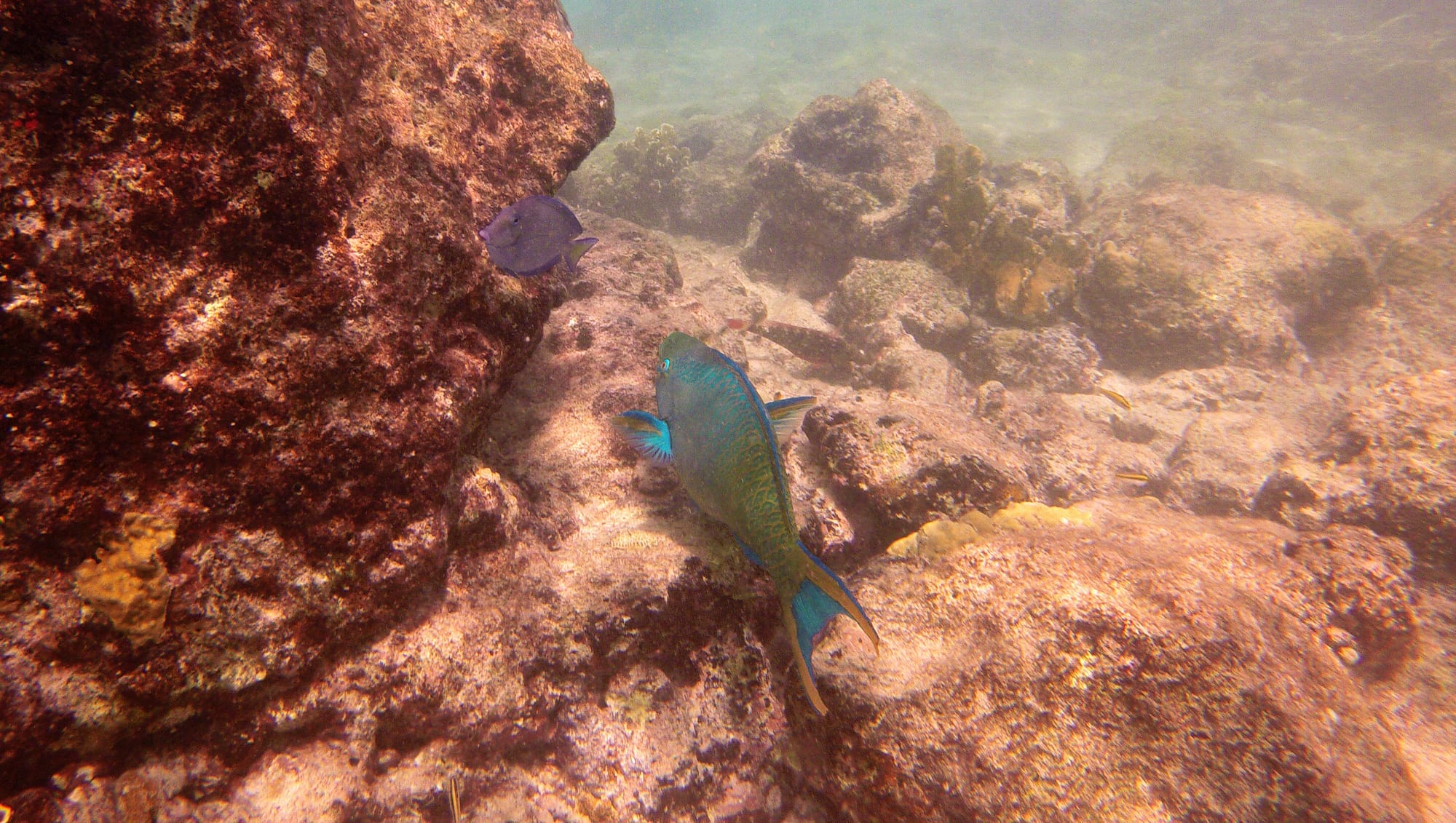 A diver over a healthy coral reef of sponges and sea fans in clear blue water