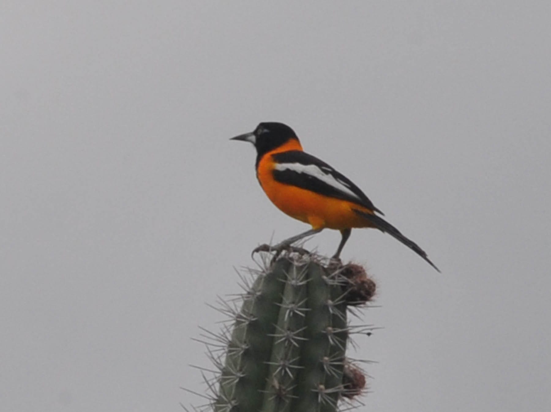 A bright orange-and-black bird perched on a cactus against dry scrub