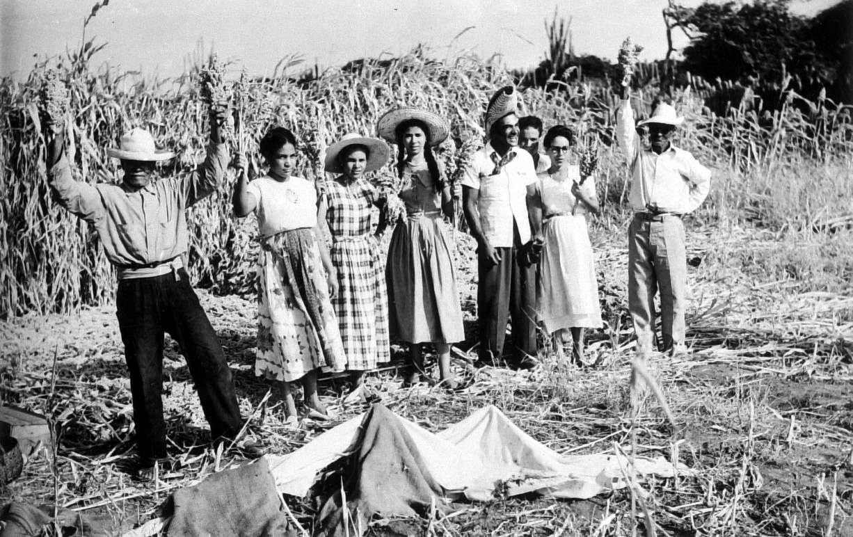 A black-and-white photograph of men and women in straw hats, cotton dresses and work clothes standing in a field of tall sorghum, several holding stalks of grain above their heads