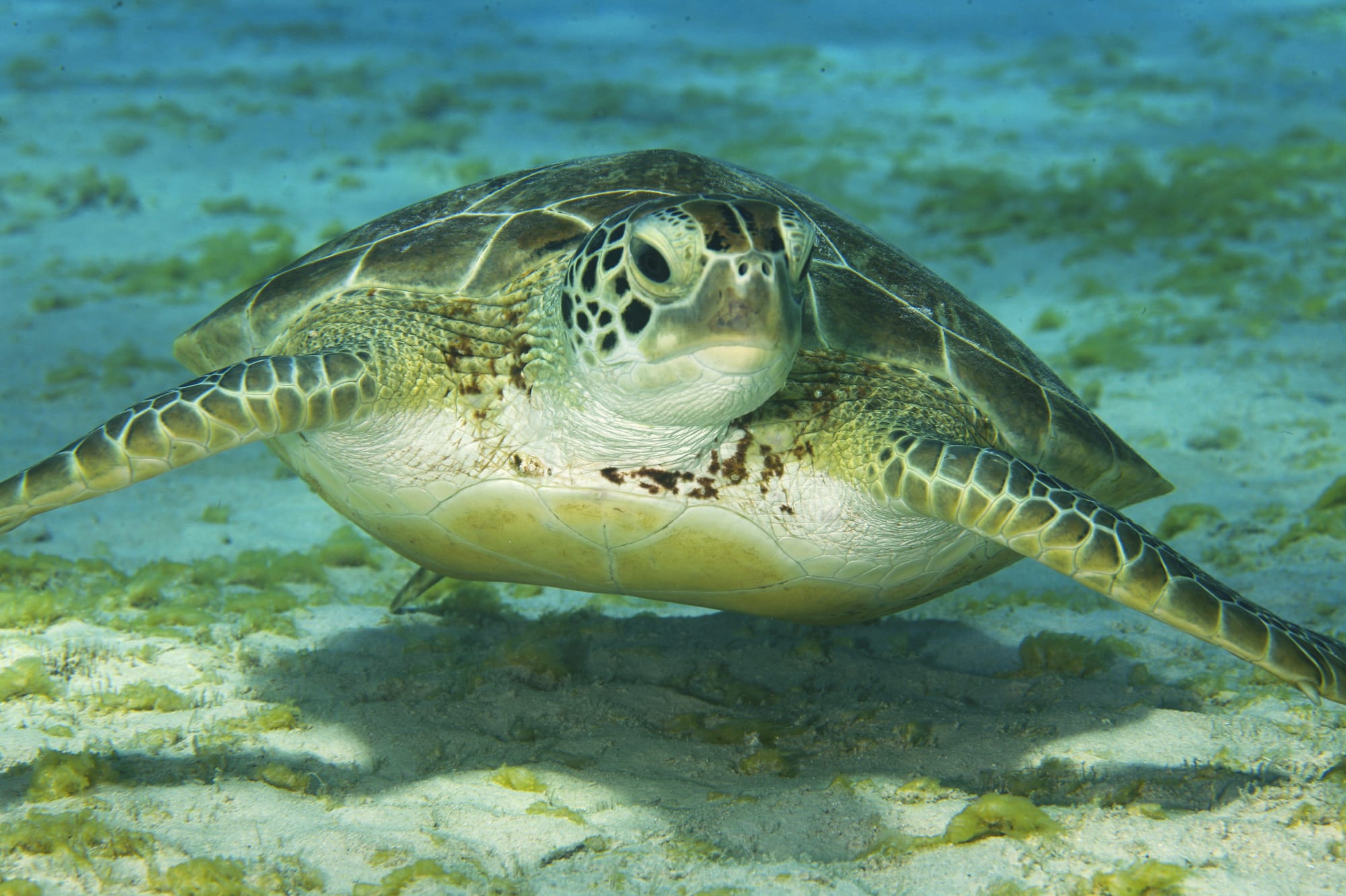 A green sea turtle swimming over a reef near Salt Pier, Bonaire