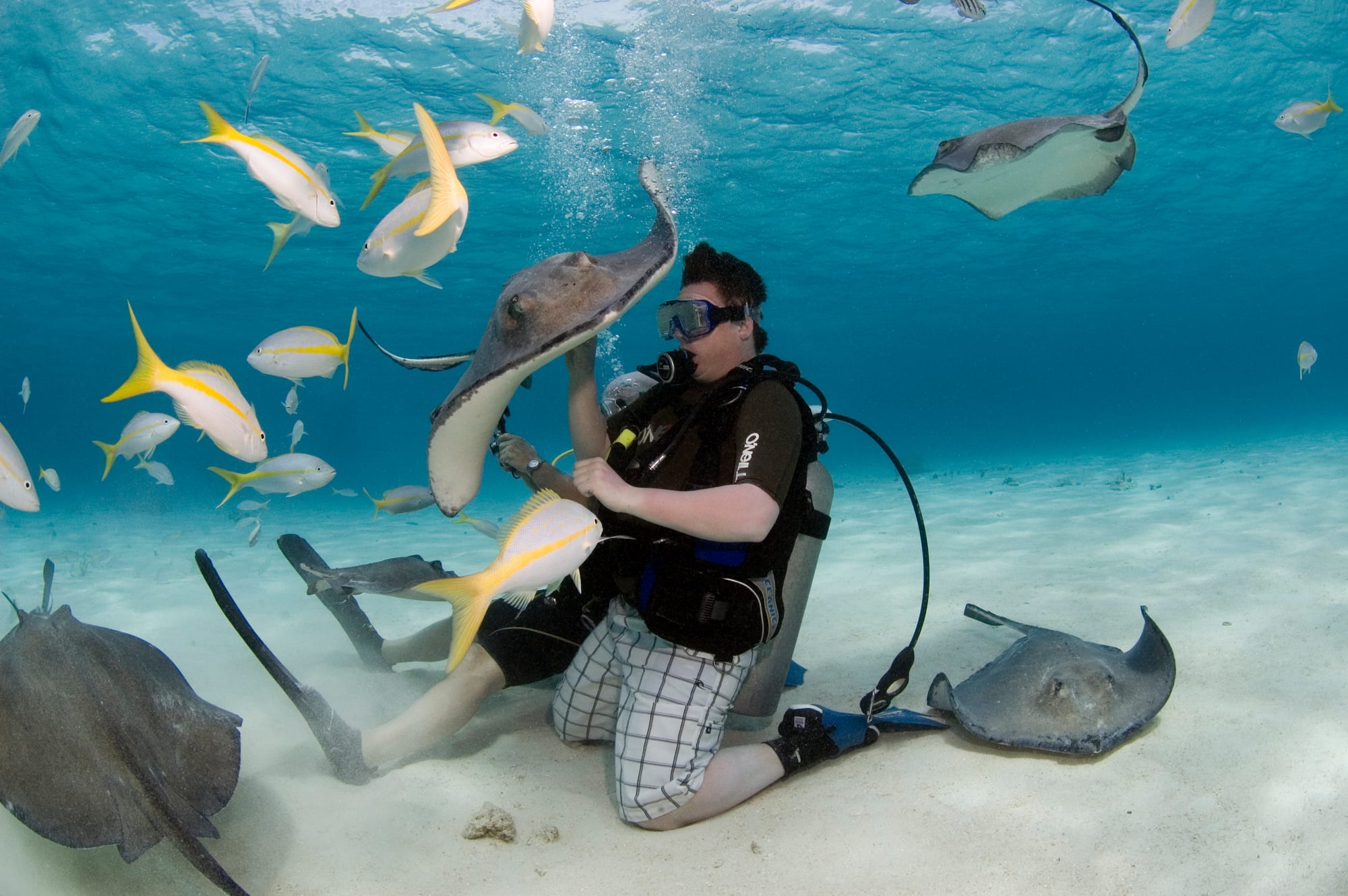 People standing waist-deep on a sandbar surrounded by large southern stingrays