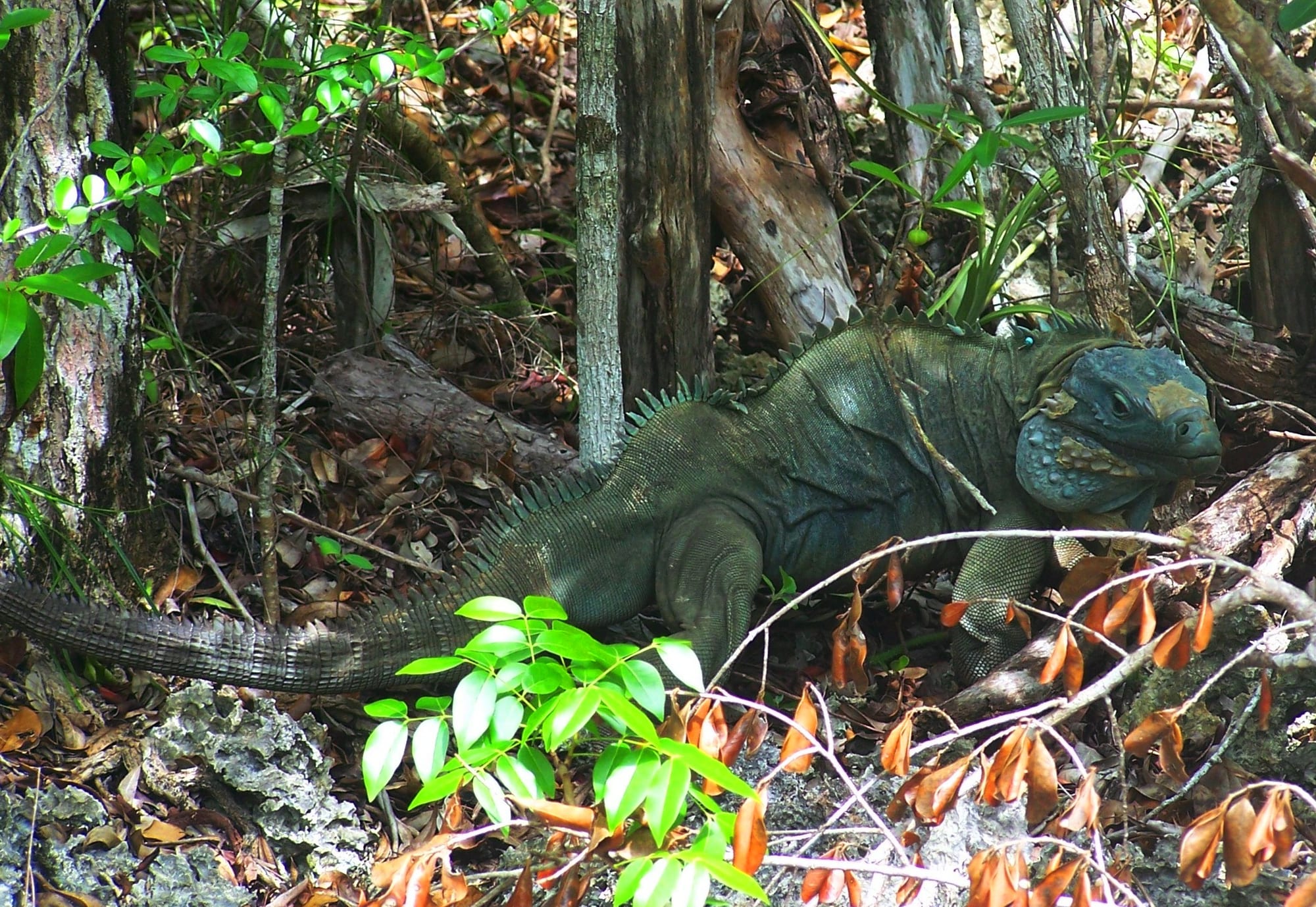 A large pale blue-grey iguana with spiny crest resting on a rock