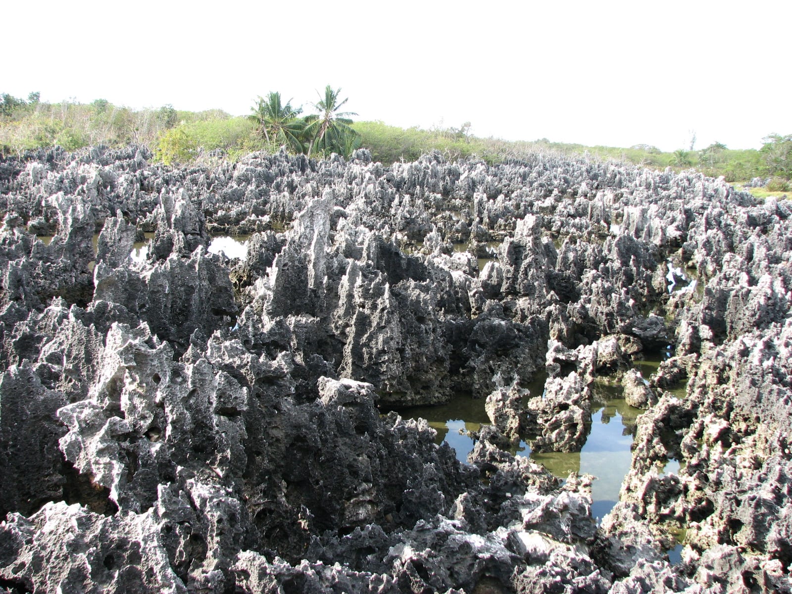 A field of jagged, blackened limestone pinnacles