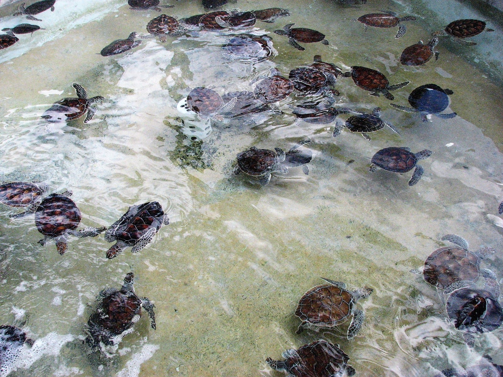Dozens of green sea turtles of various sizes swimming in a large concrete holding pond