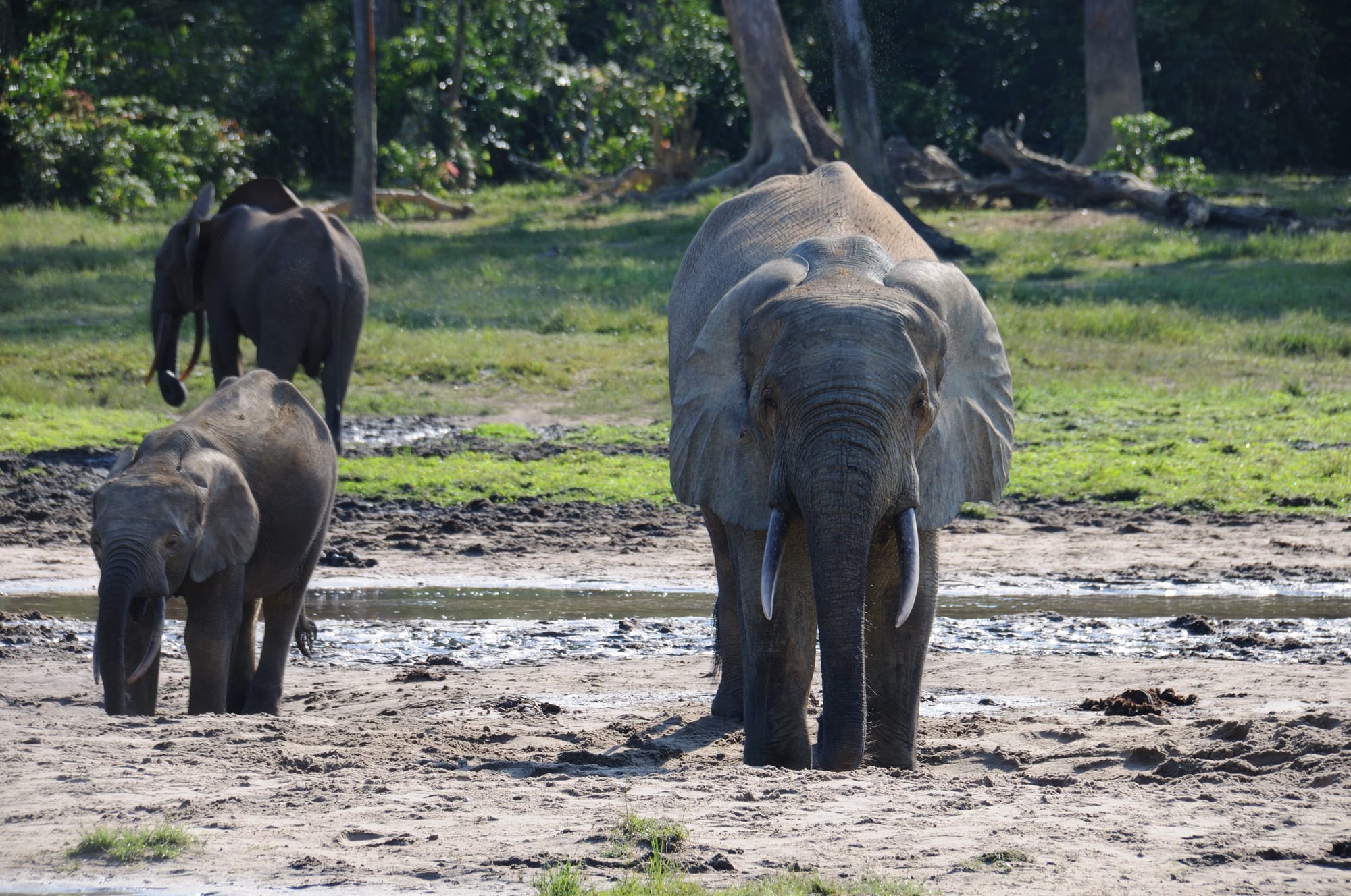 Forest elephants of different ages standing and drinking on an open muddy clearing