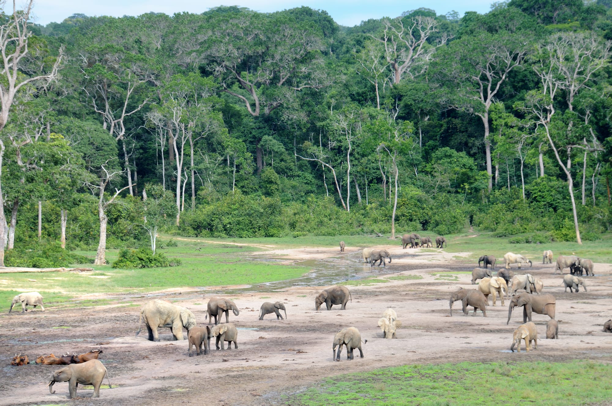 Dozens of forest elephants gathered on a muddy clearing surrounded by dense rainforest