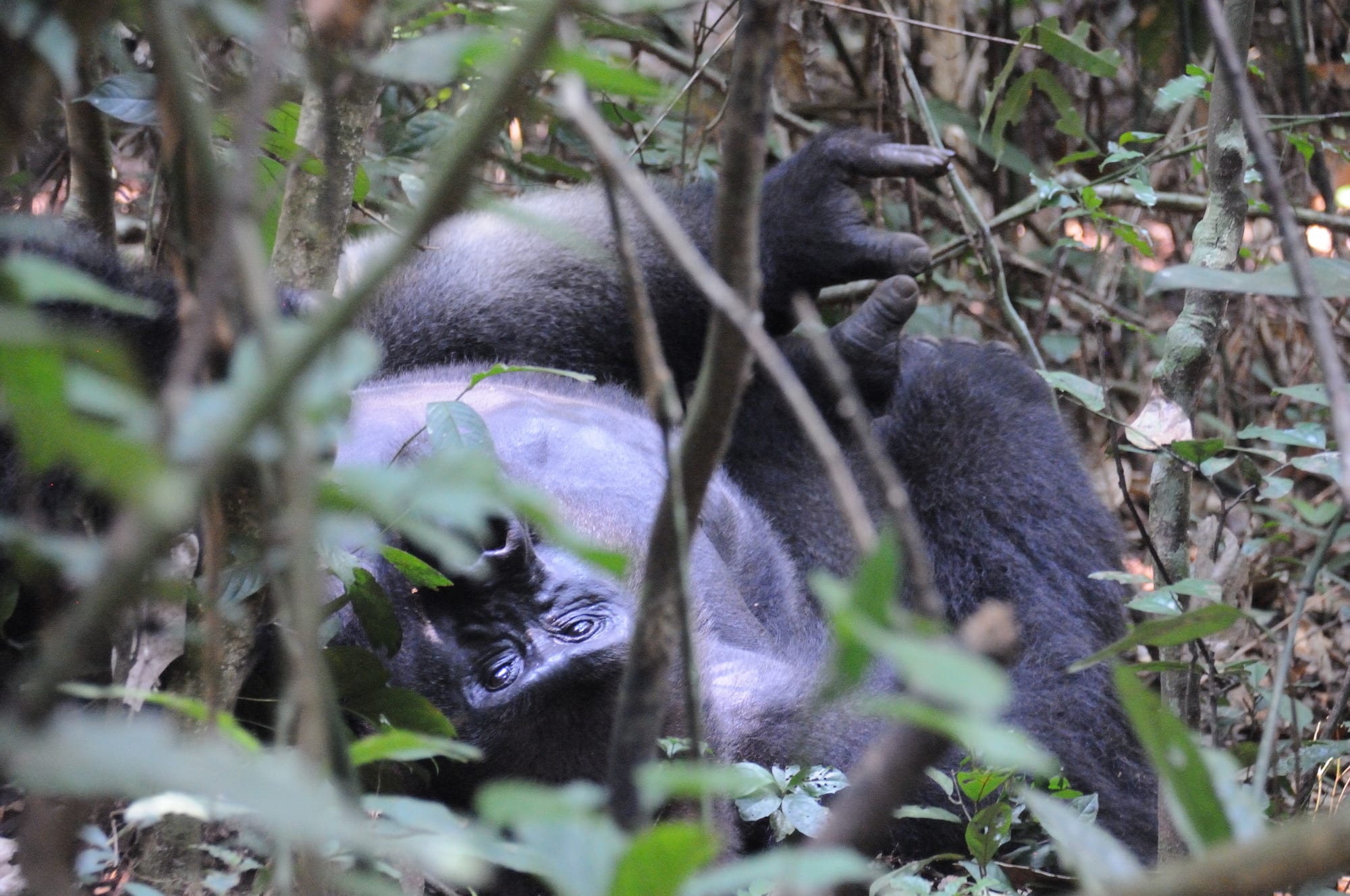 A large silverback gorilla sitting among green forest undergrowth