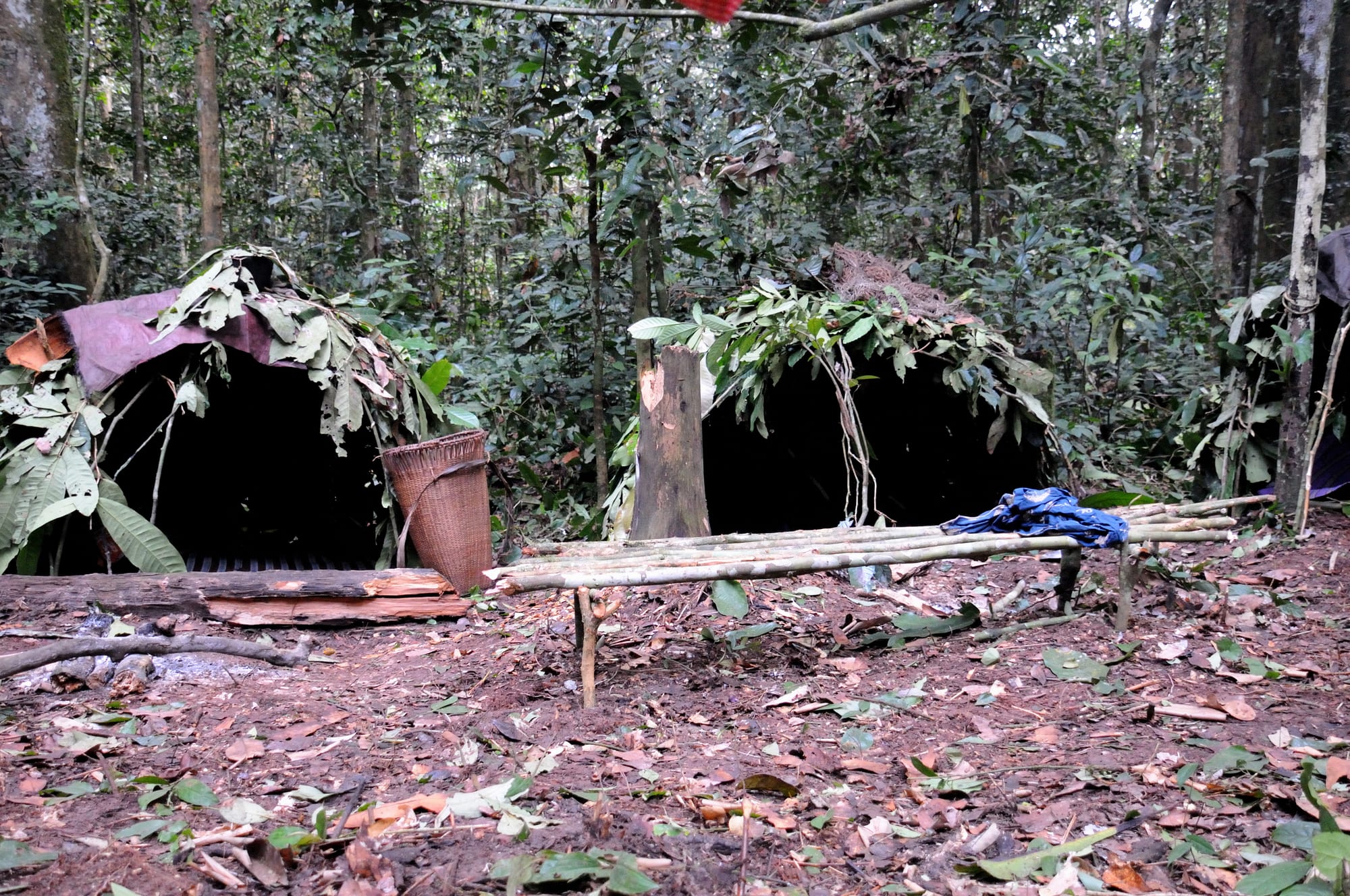 Two low dome-shaped huts made of bent branches and large rainforest leaves among tall trees, with a woven basket and a simple bench of poles in front