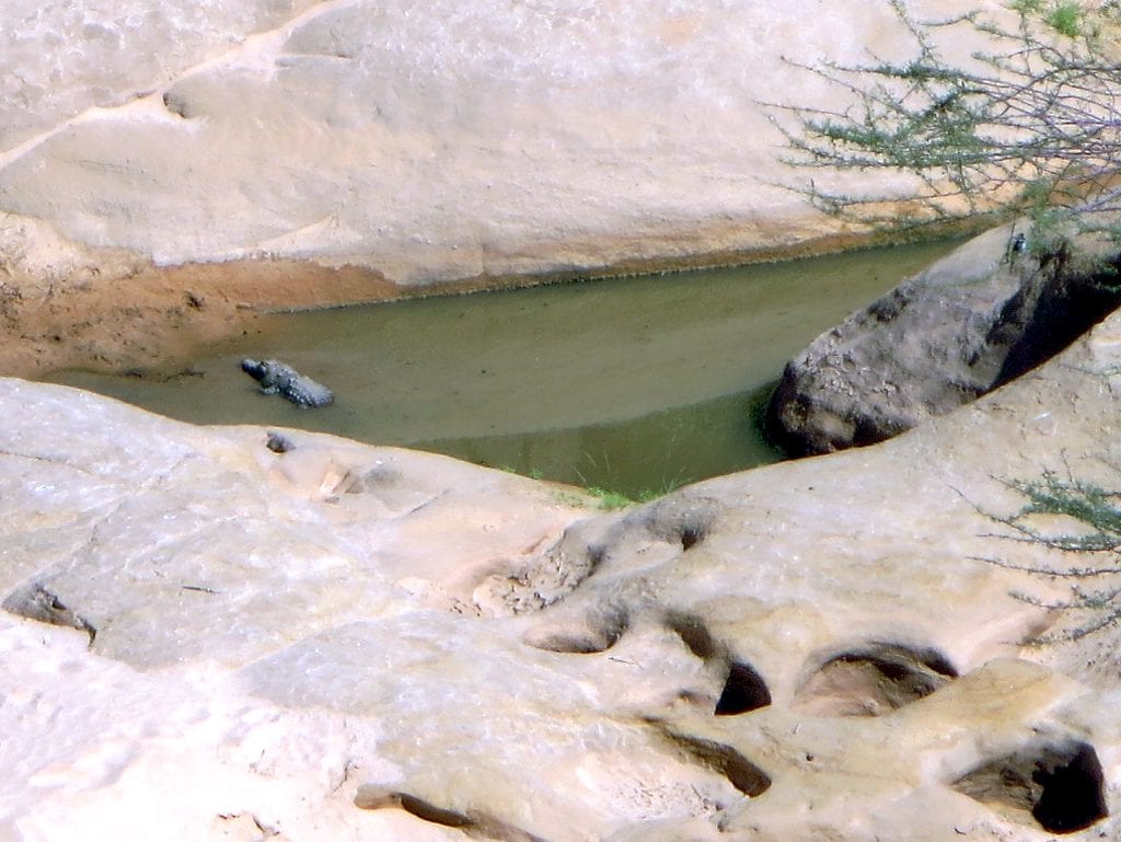 A crocodile resting at the edge of a narrow pool of water in a deep rock canyon