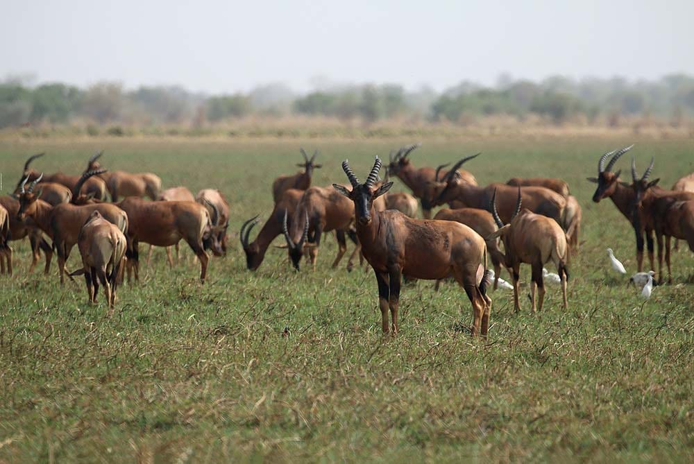 Antelope grazing on a green floodplain dotted with trees