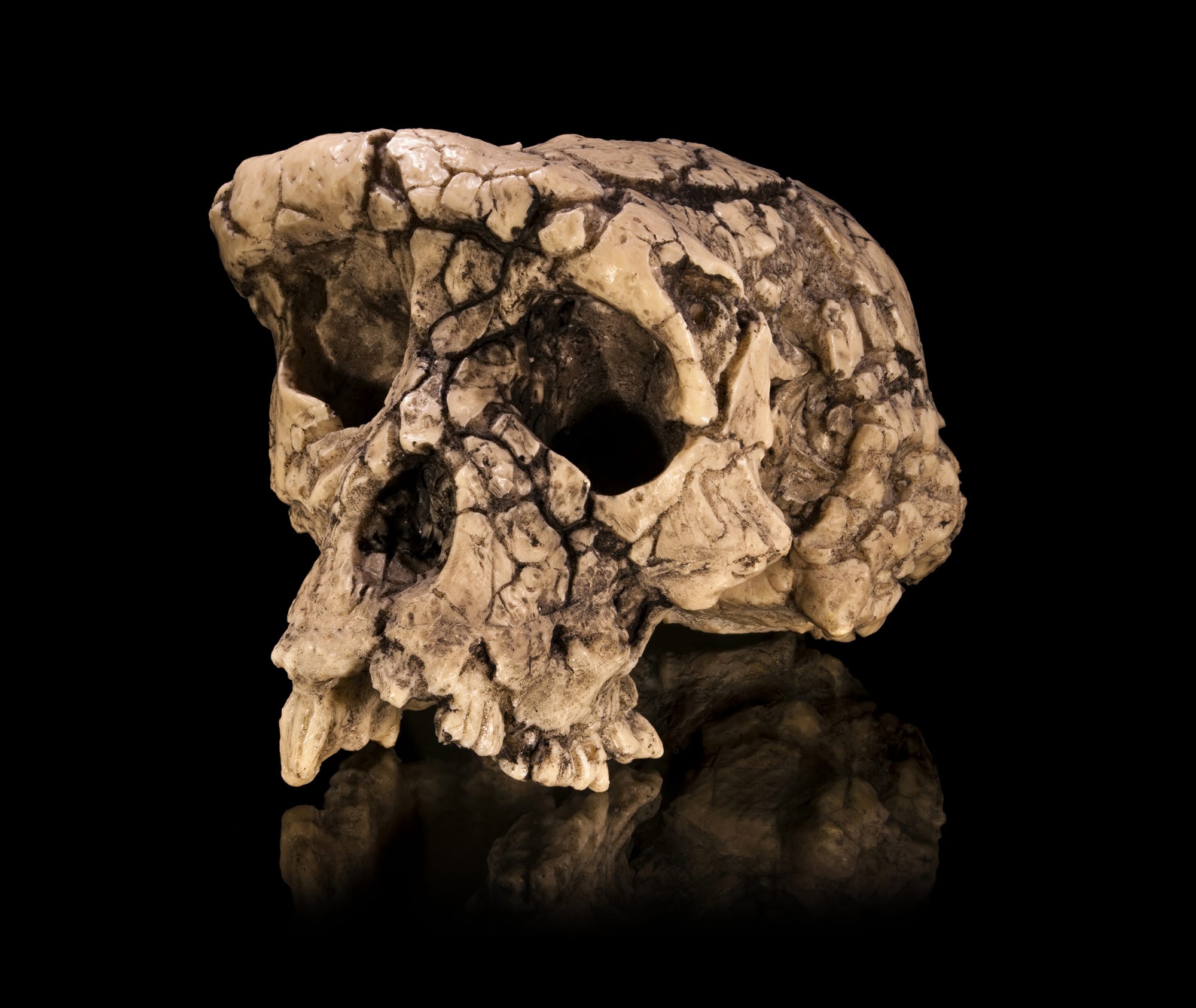 A dark, weathered fossil hominin skull, heavily encrusted and distorted, on a black background