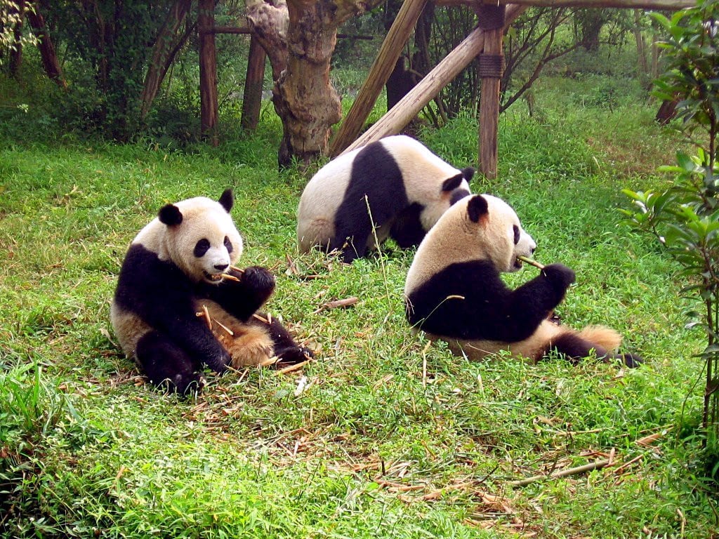 A giant panda sitting in a tree eating bamboo