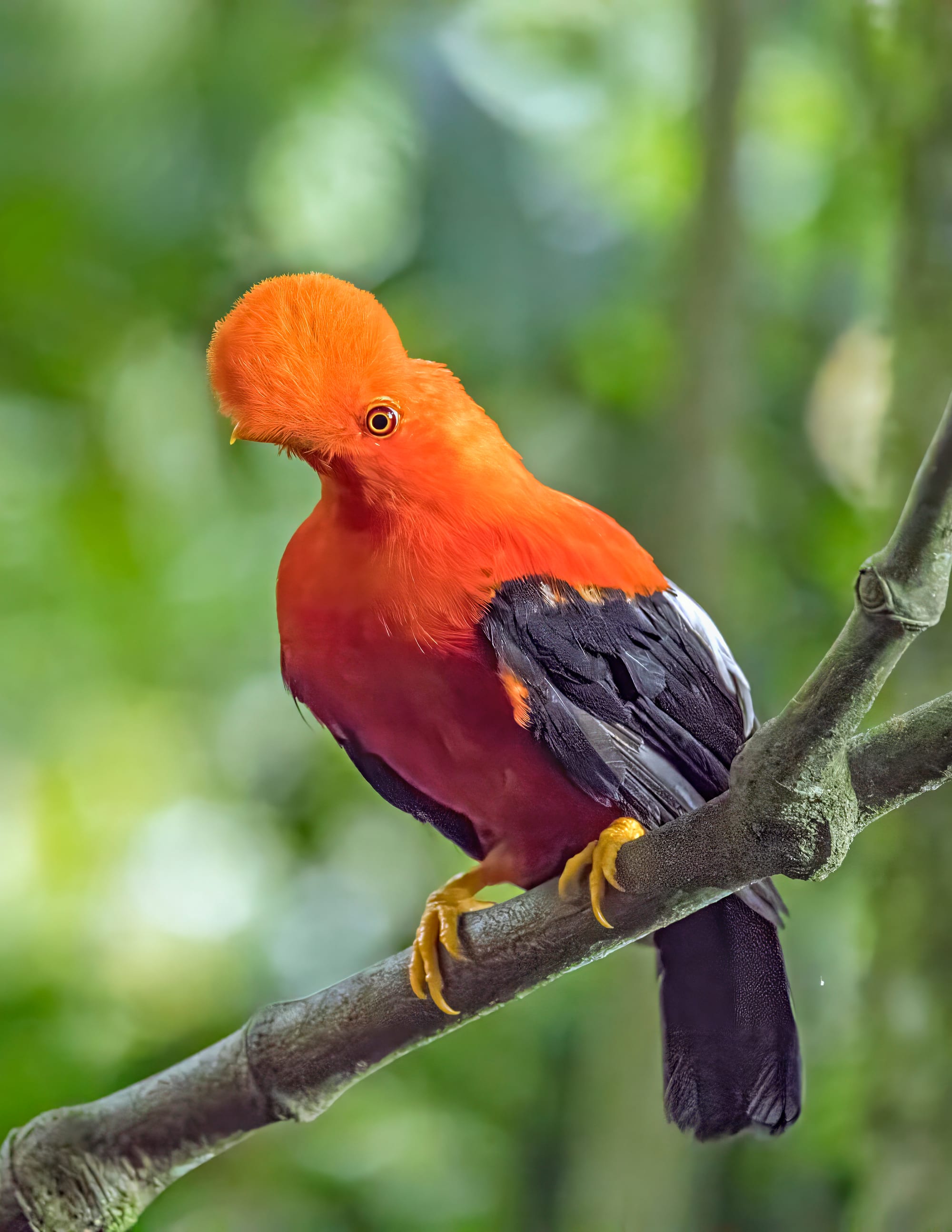 A vivid orange-red bird with a crested head perched on a branch