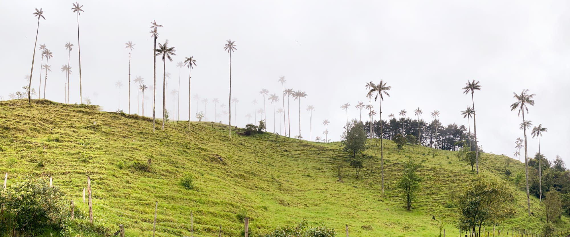 Impossibly tall slender palm trees scattered across green hills under a cloudy sky