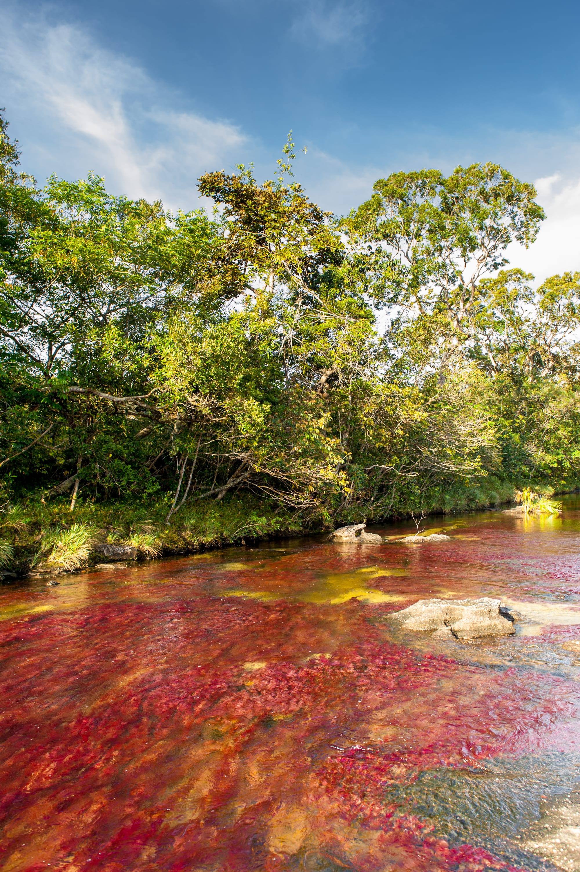 A shallow river running over rock, the bed carpeted in vivid red, pink and green aquatic plants