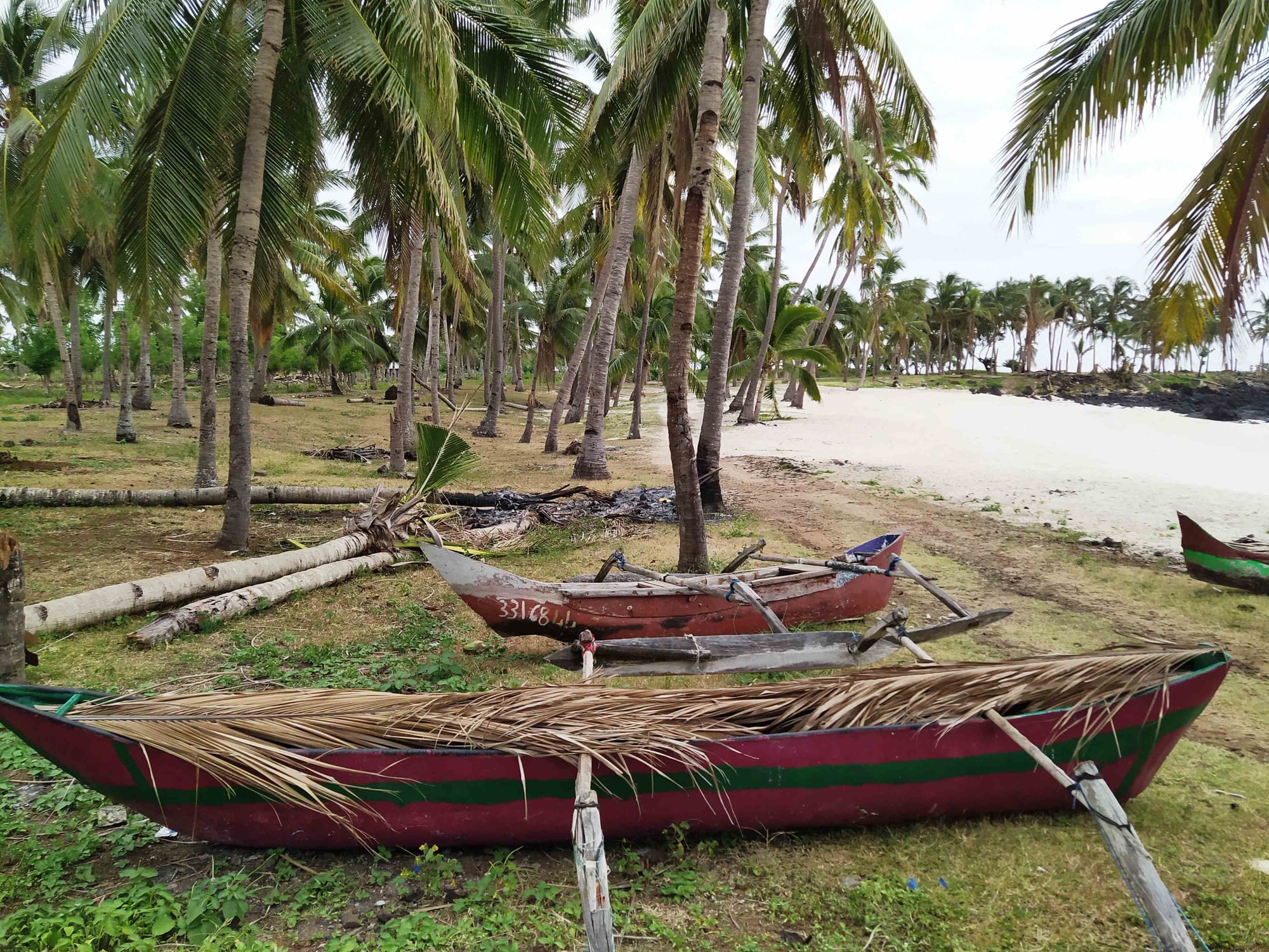 Traditional wooden outrigger fishing canoes pulled up on a palm-fringed beach