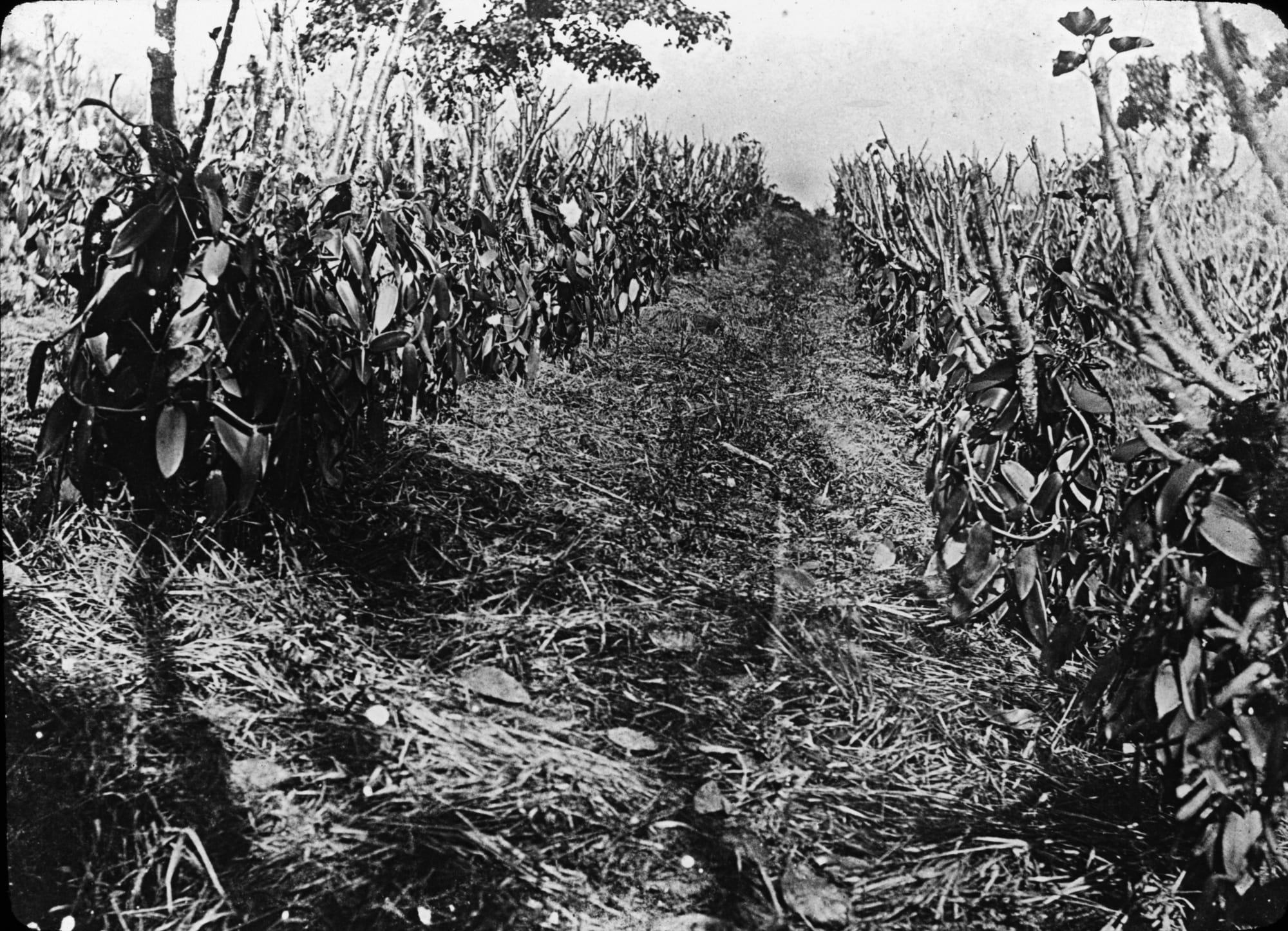 Black-and-white photograph of a grassy track running between two long rows of vanilla vines trained up short support trees