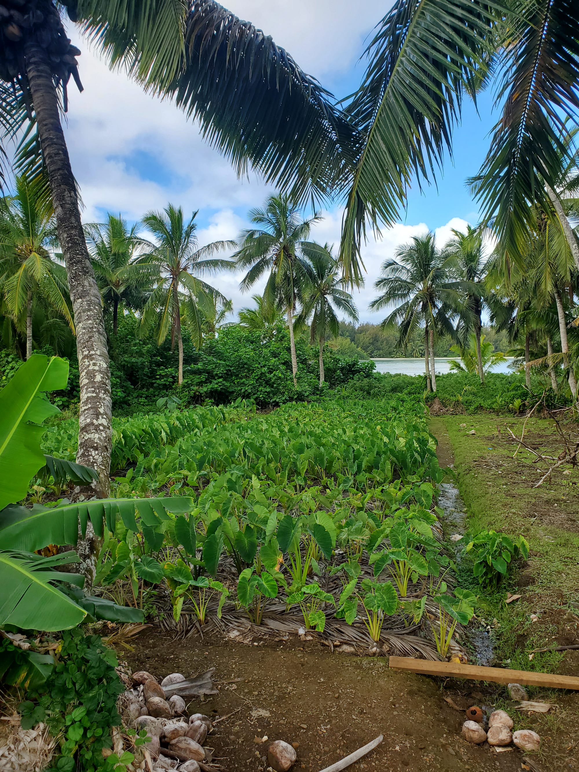 Rows of green taro plants growing in a shaded garden plot under coconut palms and banana leaves, with a lagoon visible in the background