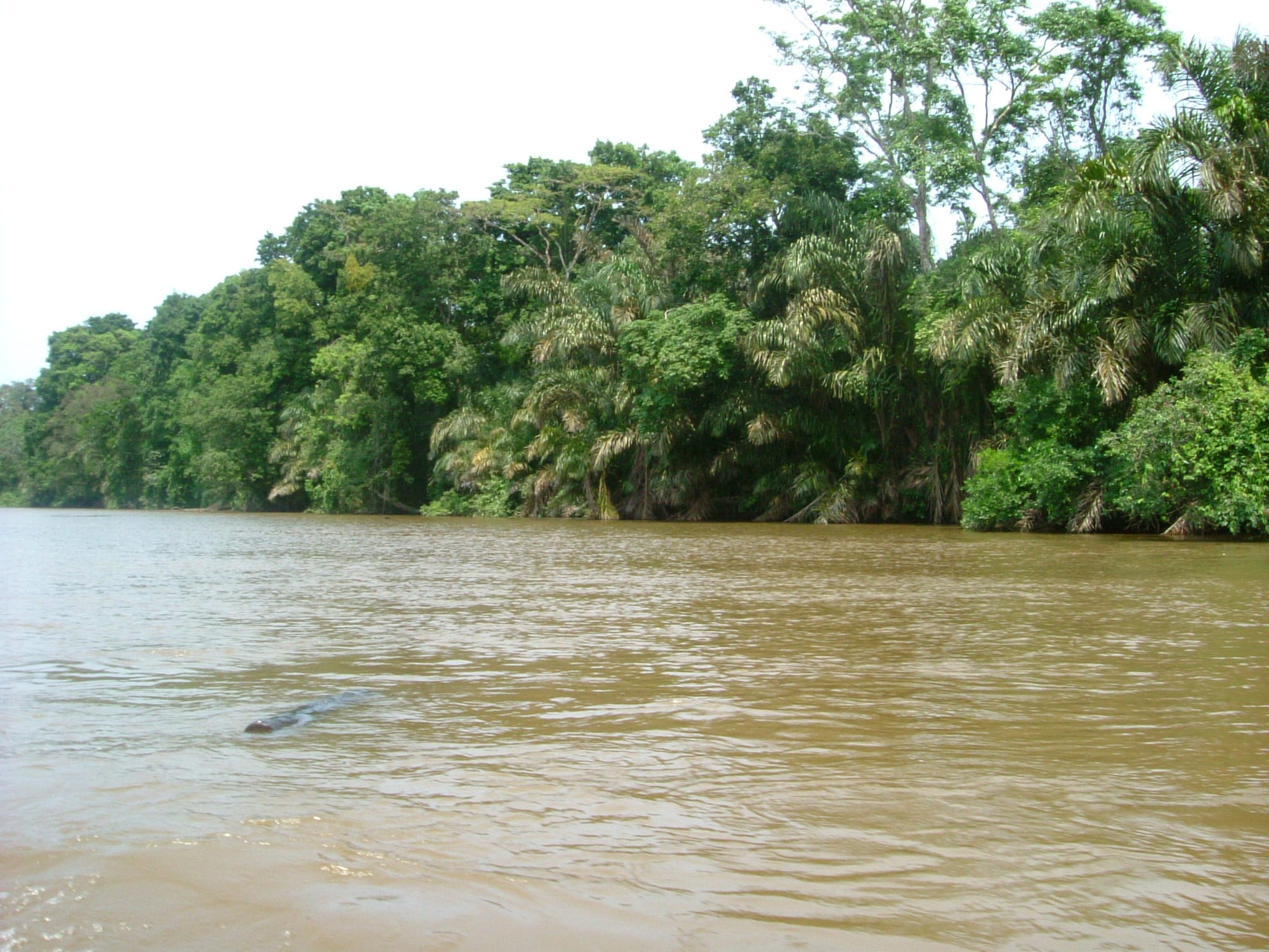 A narrow jungle waterway reflecting dense green forest on both banks
