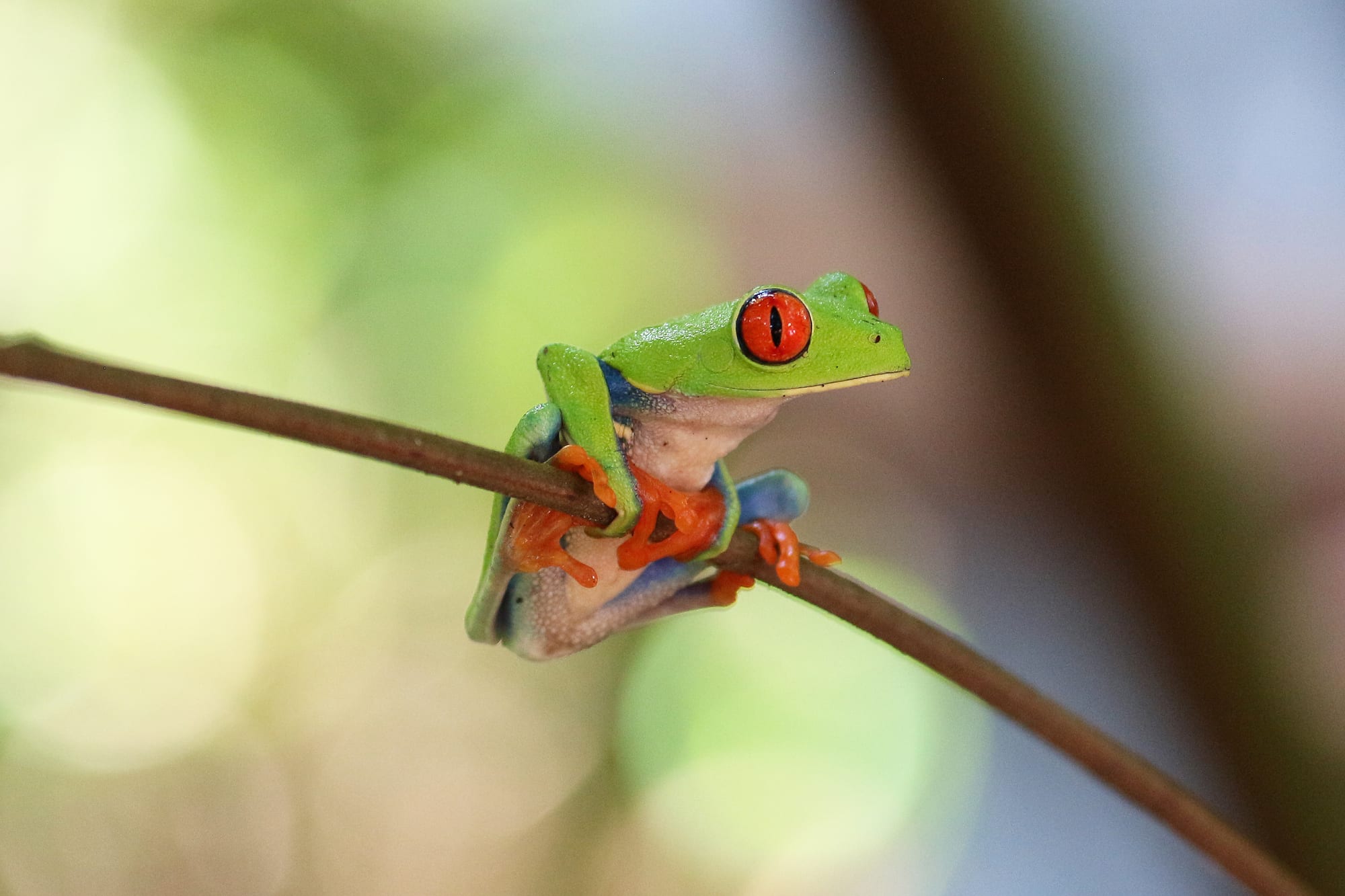 A bright green red-eyed tree frog gripping a branch