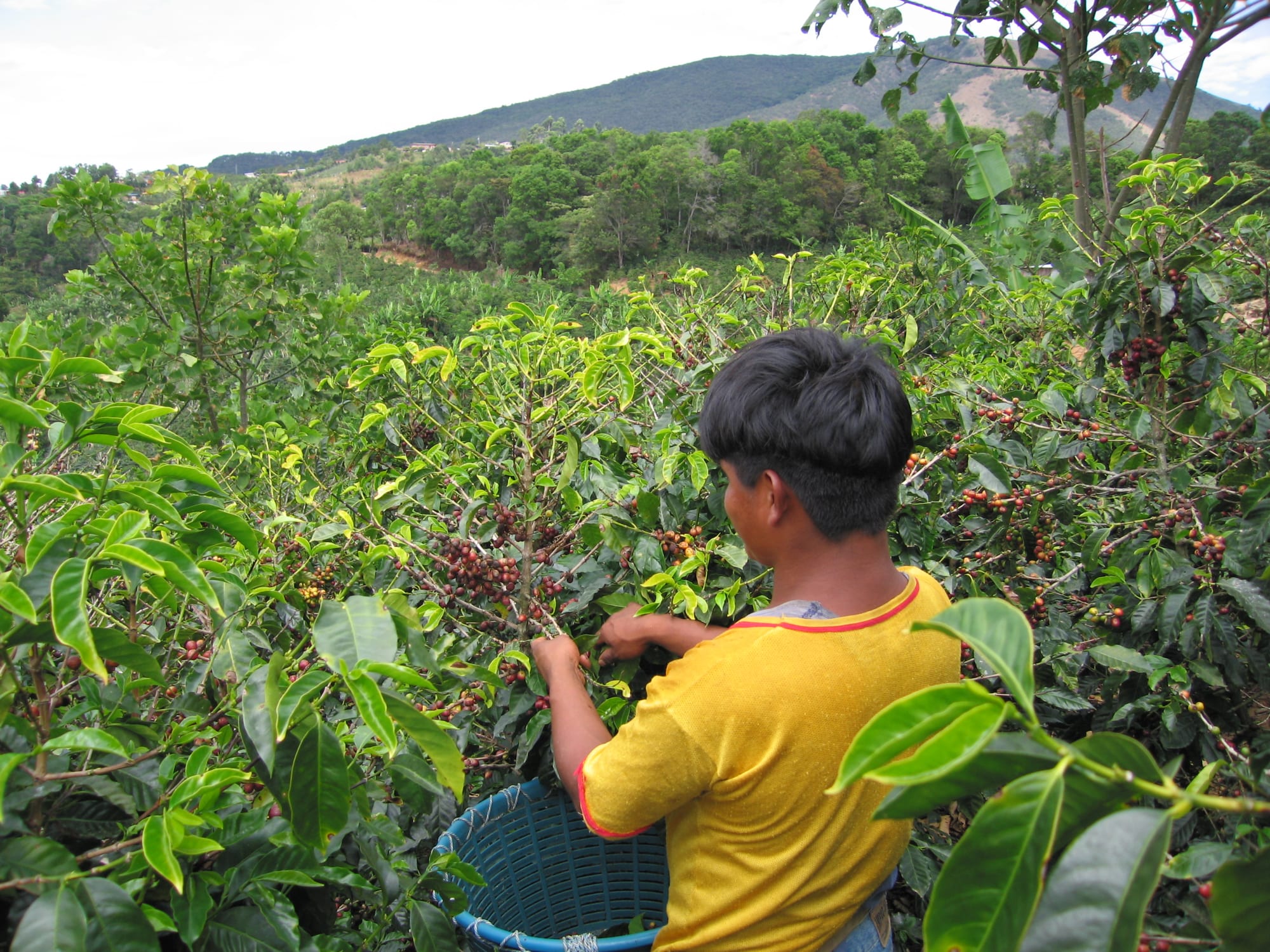 A coffee picker with a basket harvesting ripe red coffee cherries on a hillside farm, forested mountains behind