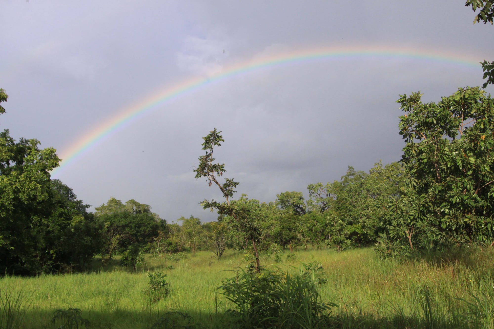 Open wooded savannah with tall grass and scattered trees, a rainbow overhead