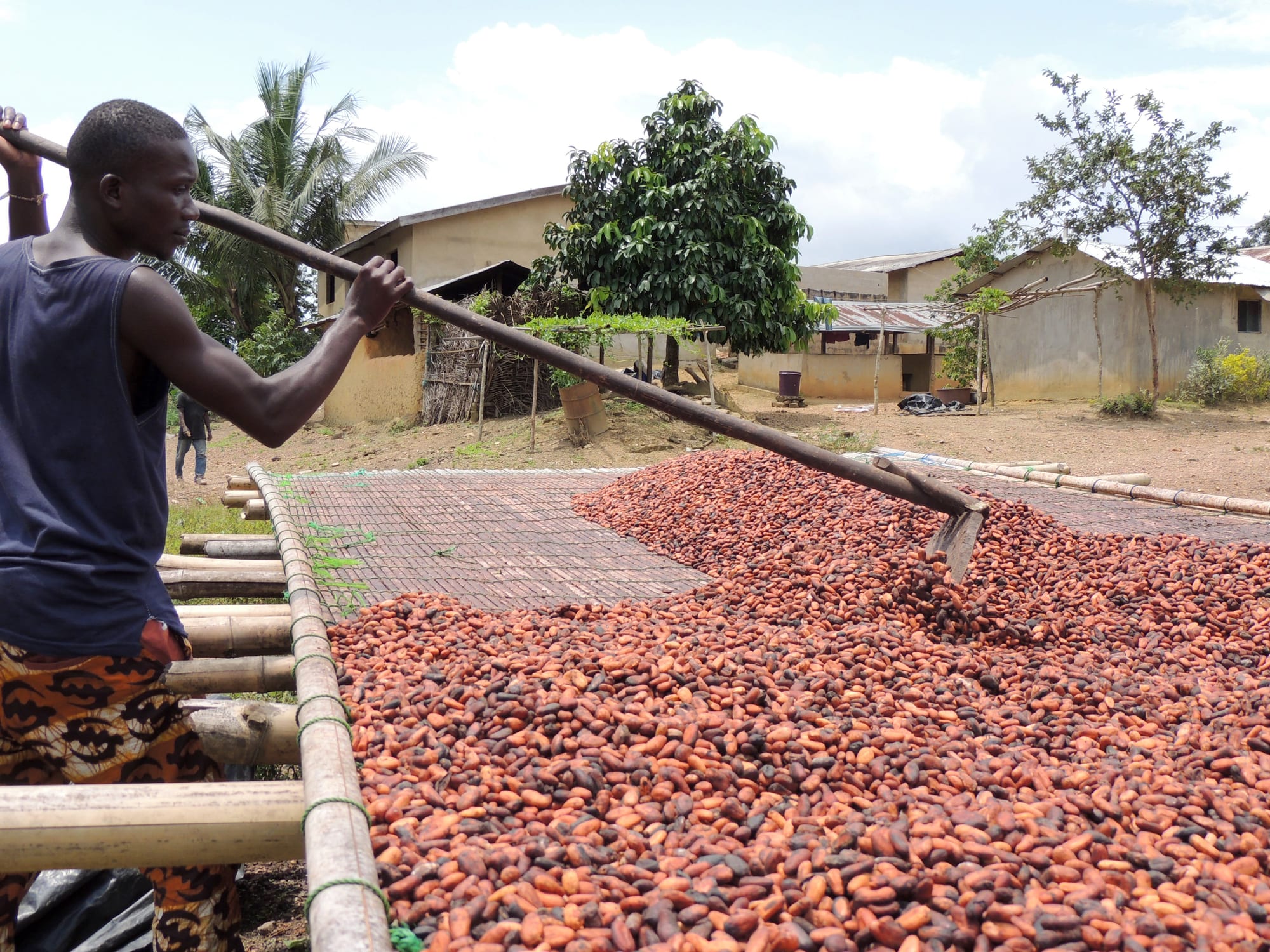 A farmer using a long-handled tool to spread cocoa beans out to dry in the sun on a raised platform, houses in the background