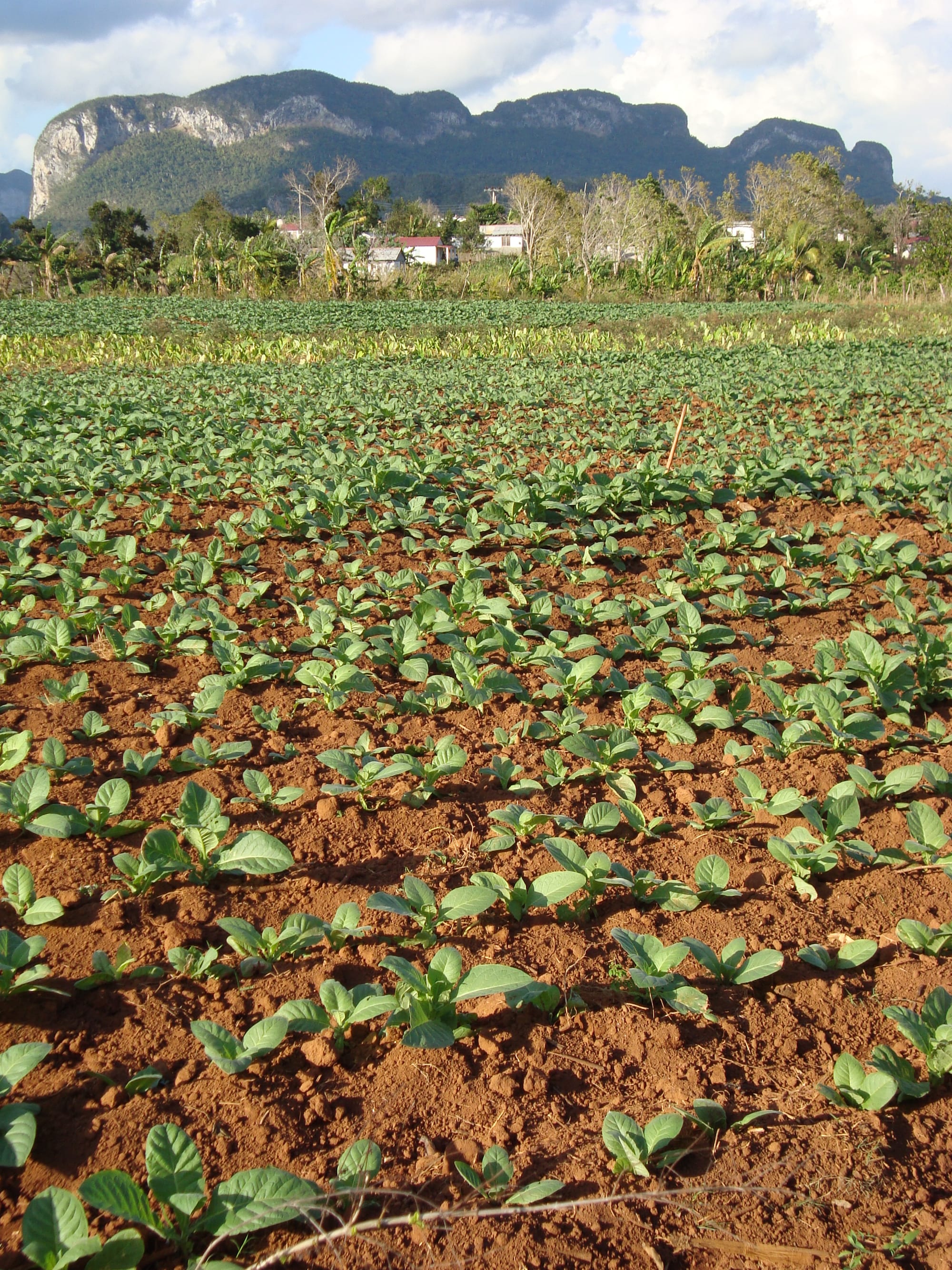 A field of tobacco plants with a thatched curing barn and a limestone hill behind