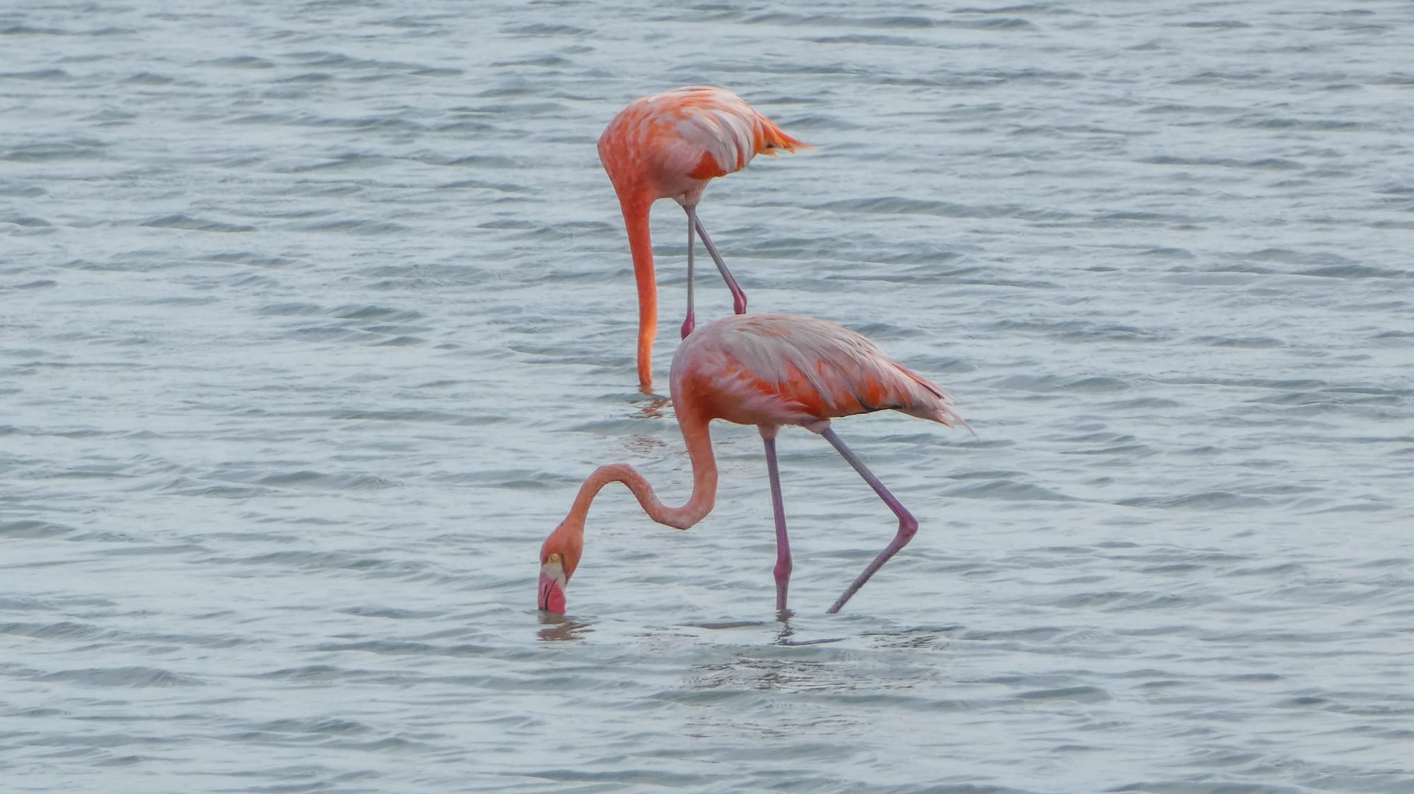Pink flamingos wading in a shallow salt lagoon