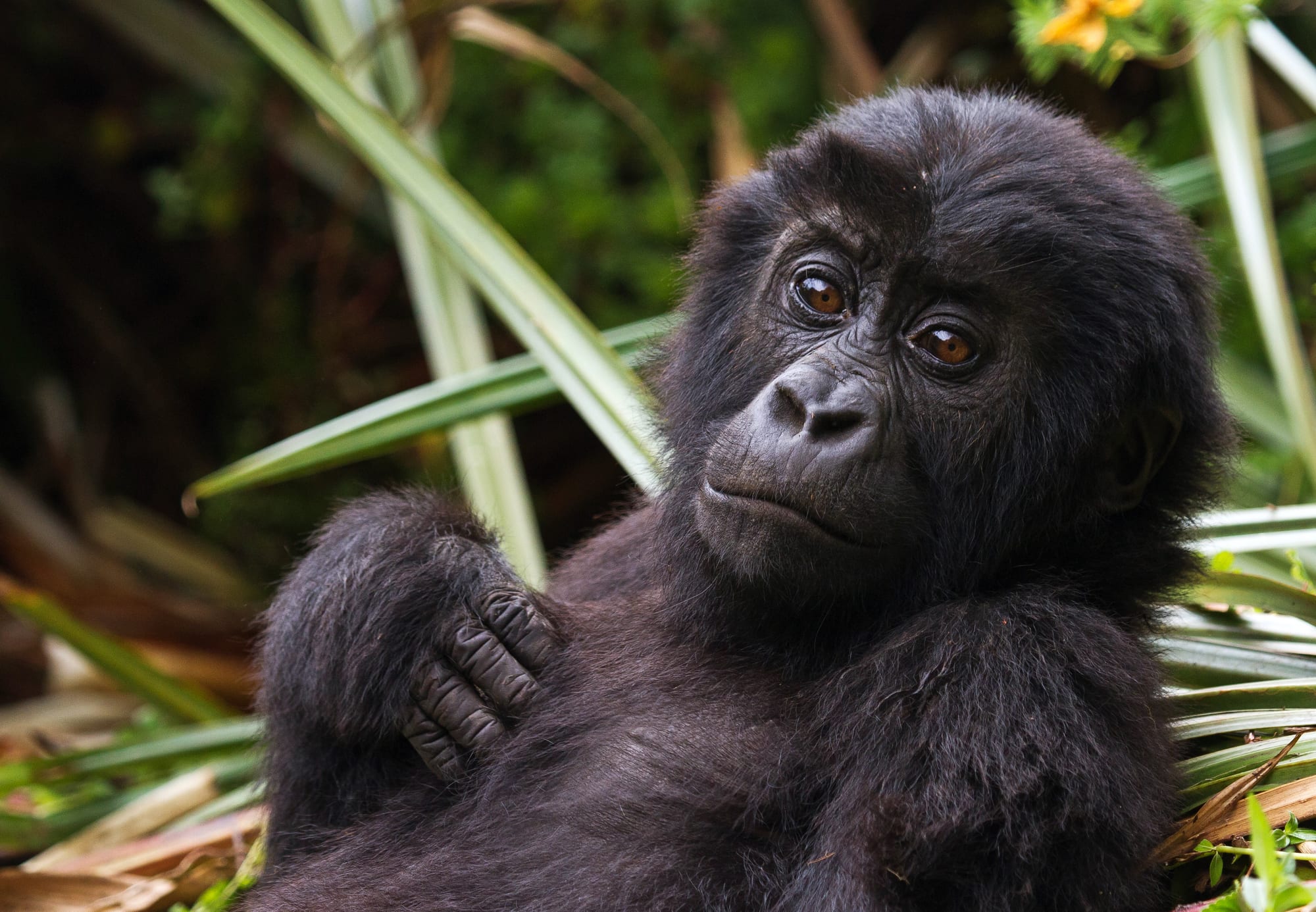 A young eastern lowland gorilla clinging to vegetation in dense rainforest