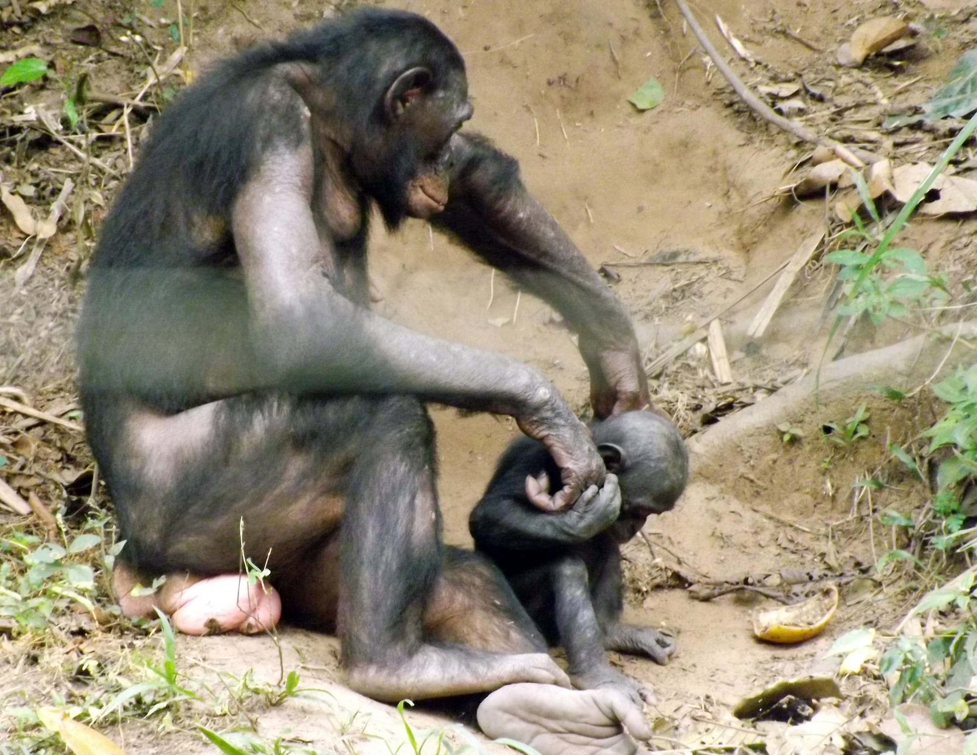 A bonobo sitting on grass, looking toward the camera