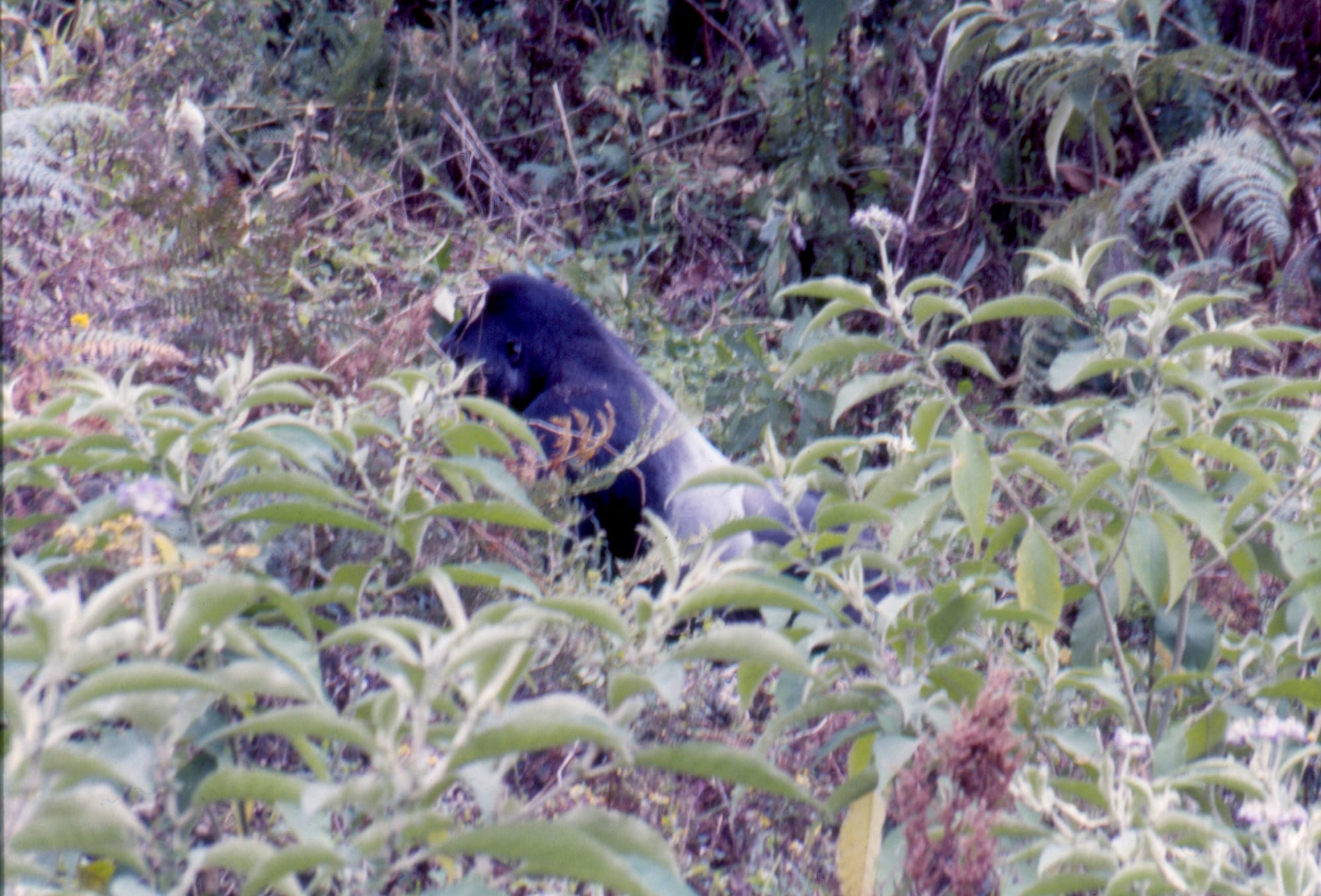 A silverback mountain gorilla resting in dense green forest vegetation