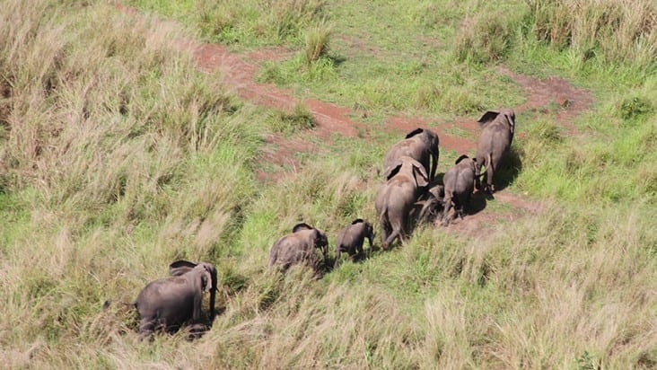 A herd of elephants walking across open savanna grassland