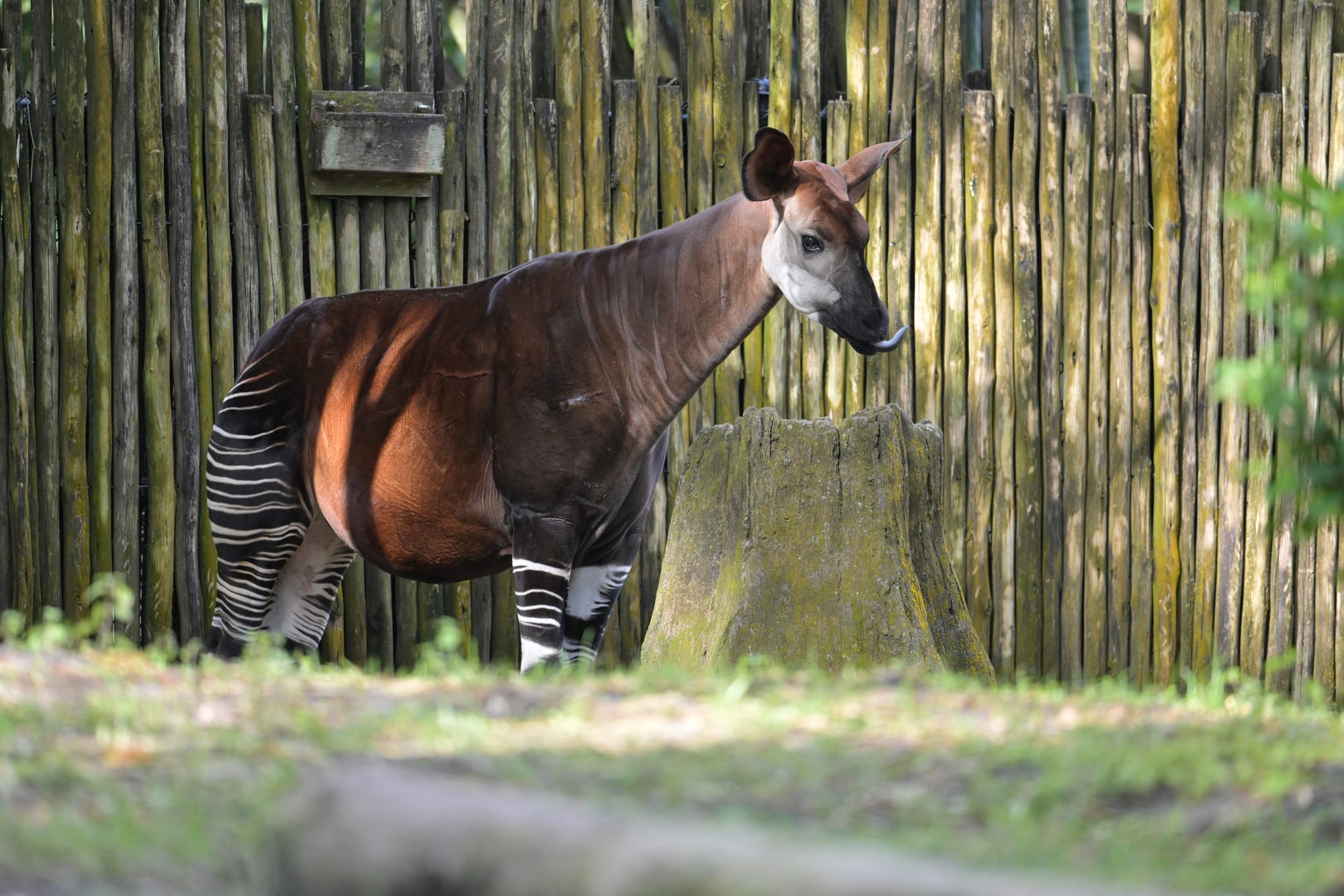 A dark brown animal with a long neck and zebra-striped hind legs, resembling a cross between a giraffe and a horse
