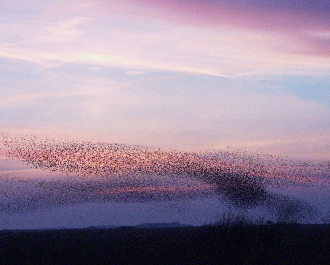 A vast, swirling black cloud of thousands of starlings against a pale sky over marshland