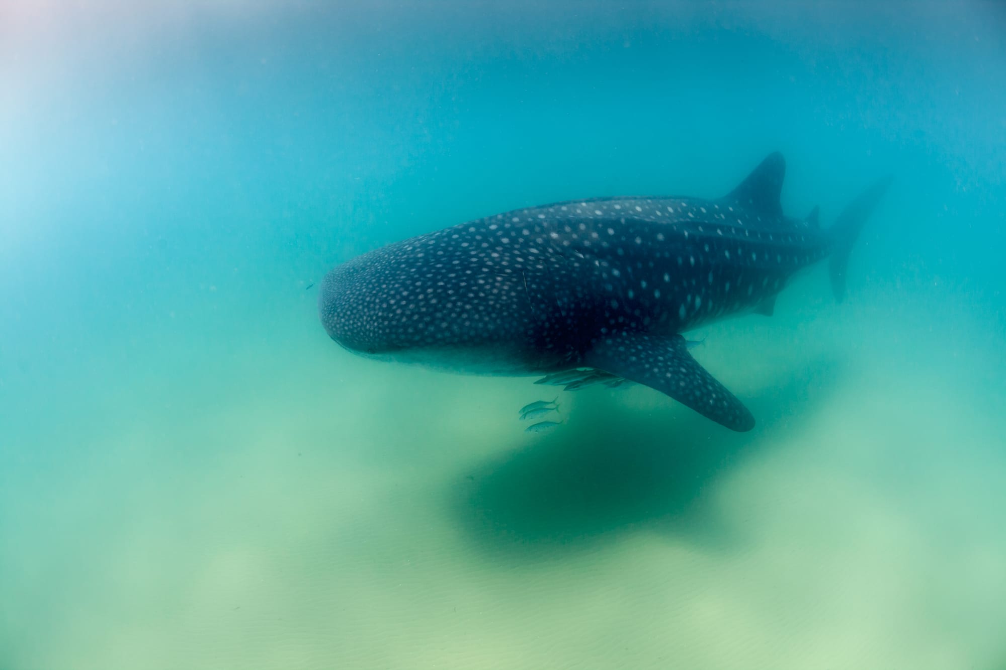 A whale shark swimming near the surface of clear blue water