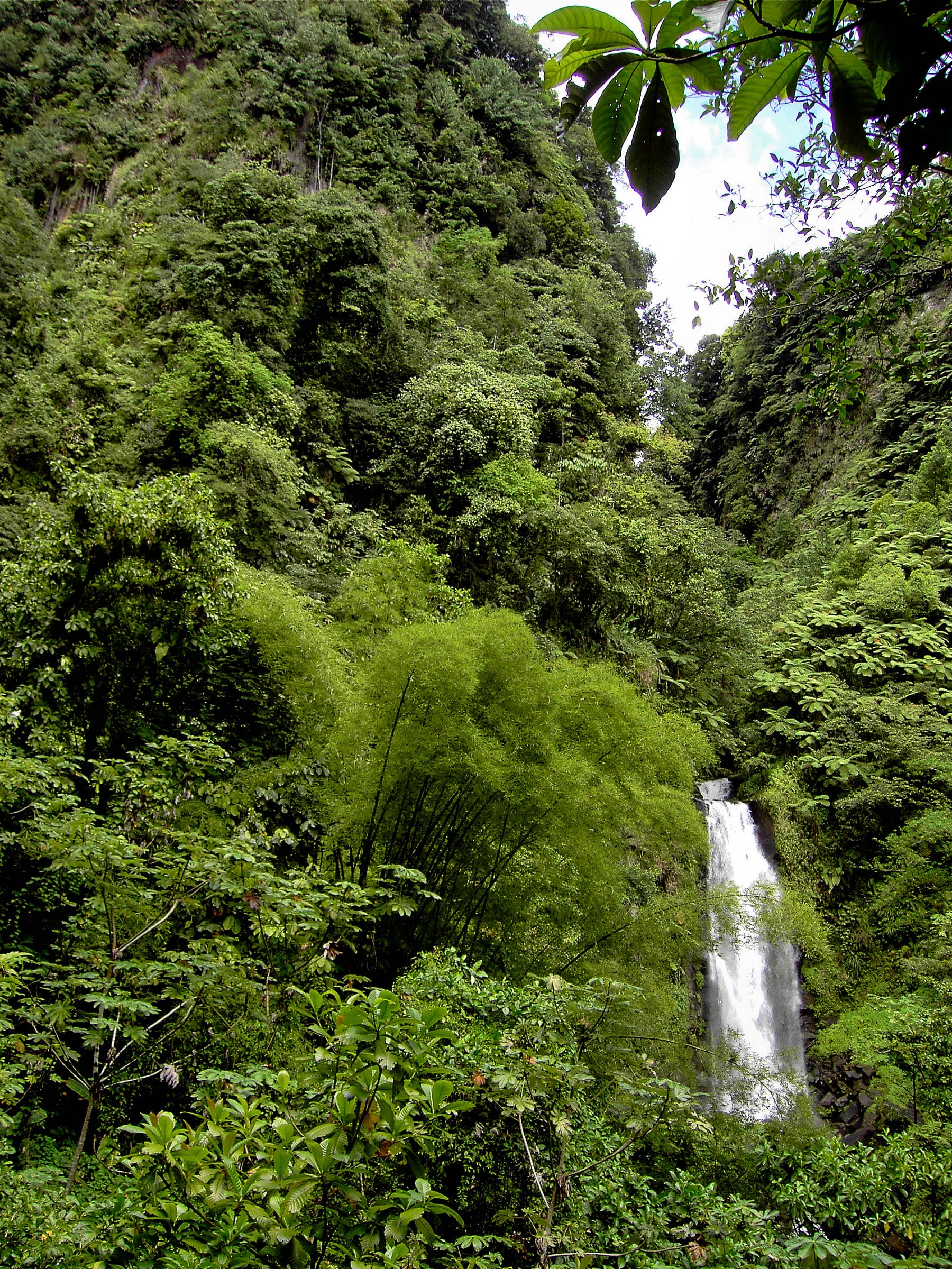 A waterfall dropping through dense green rainforest into a rocky pool