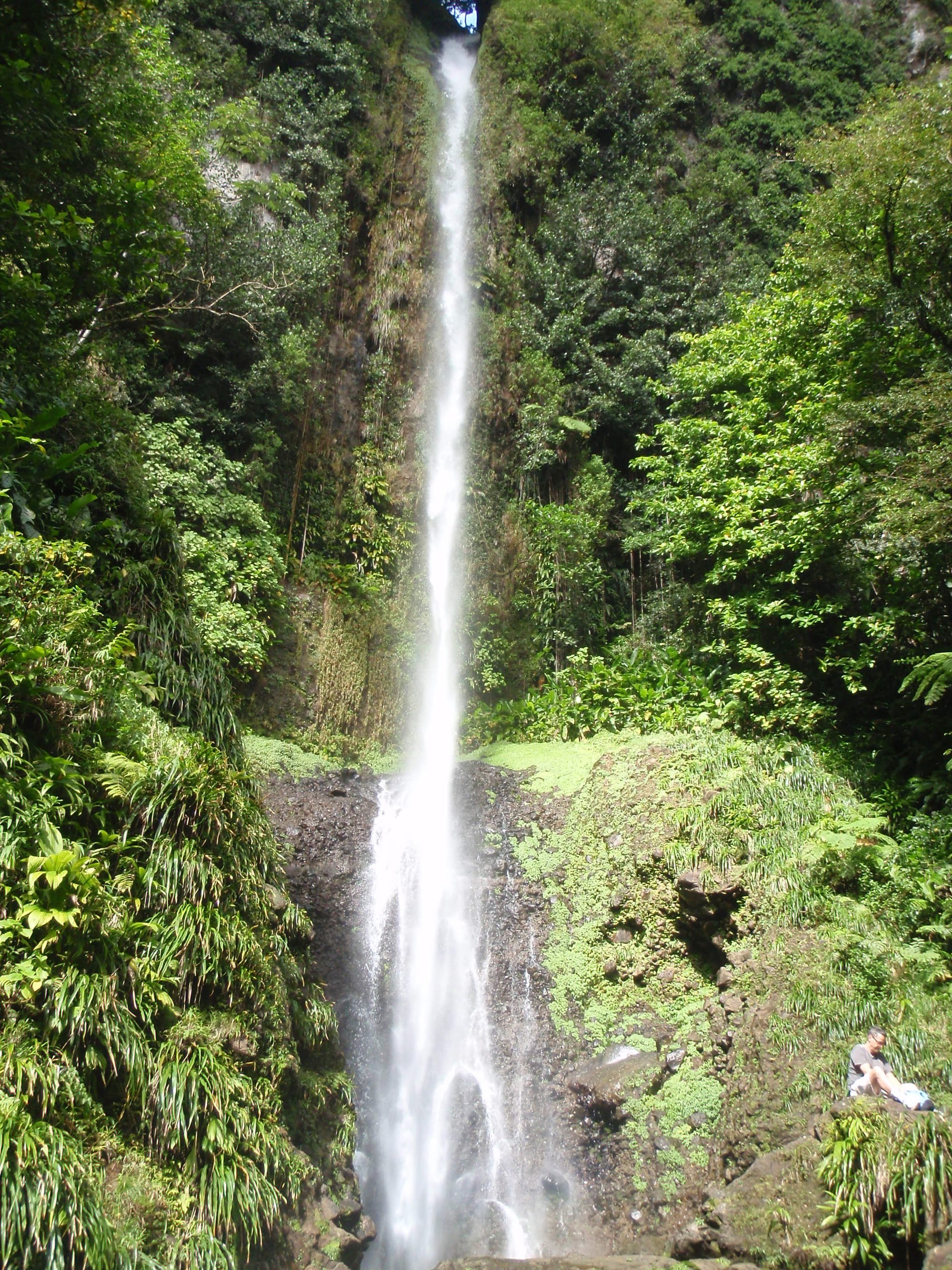 A very tall thin waterfall dropping down a sheer mossy rock face into a small pool in deep jungle