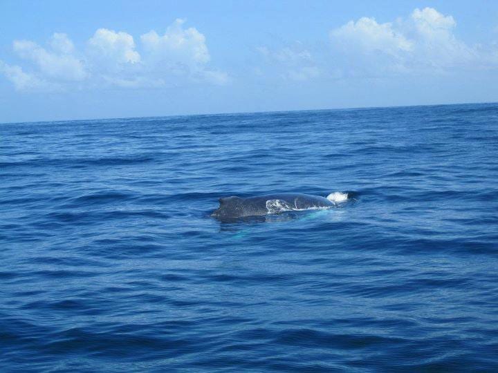 A humpback whale and its calf just below the surface of clear blue water
