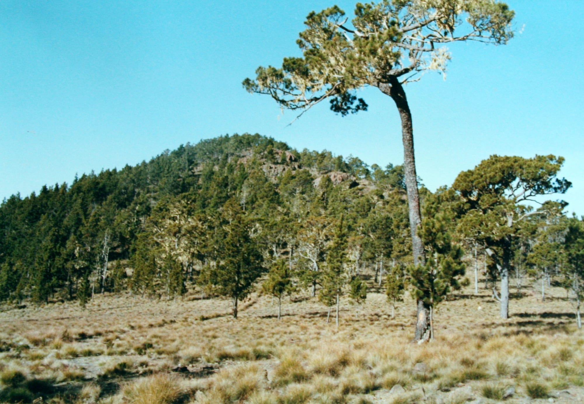 A rugged mountain peak rising above pine forest and cloud