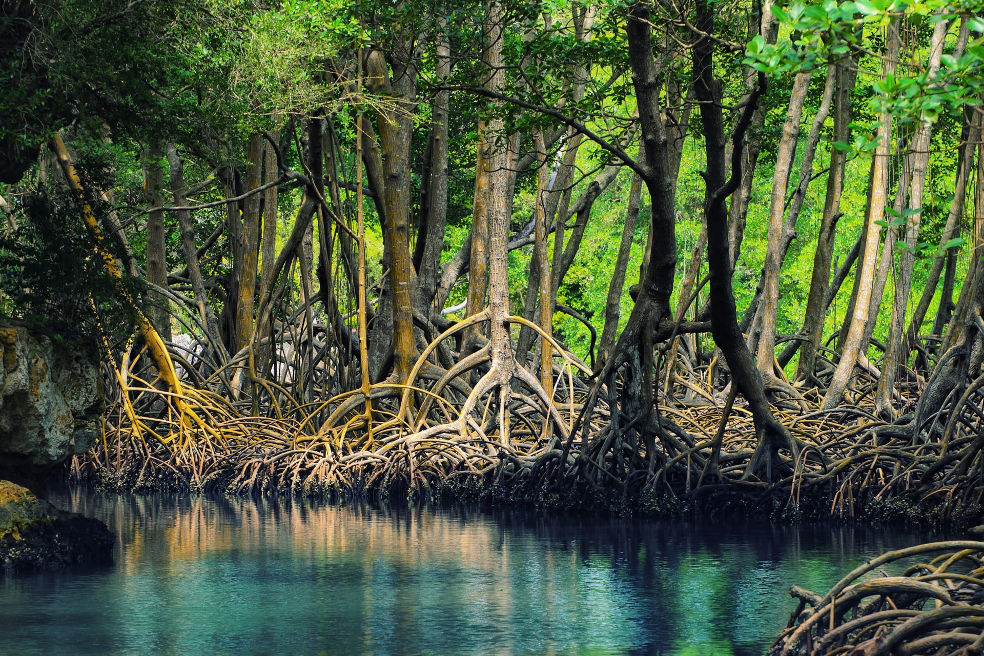 Rounded jungle-covered limestone hummocks (mogotes) rising from a calm bay lined with mangroves