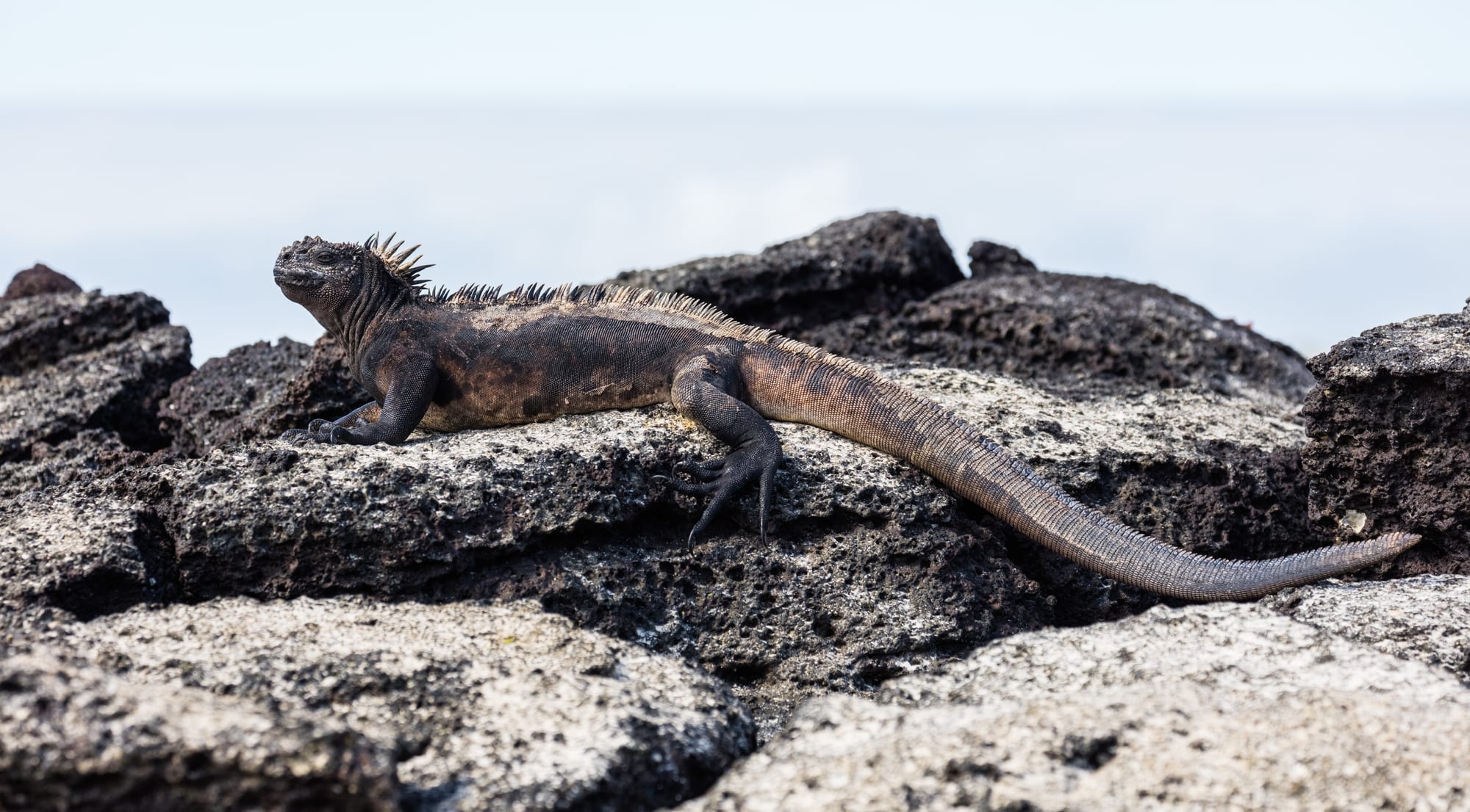 A dark, spiky marine iguana on black lava rock at the edge of the sea