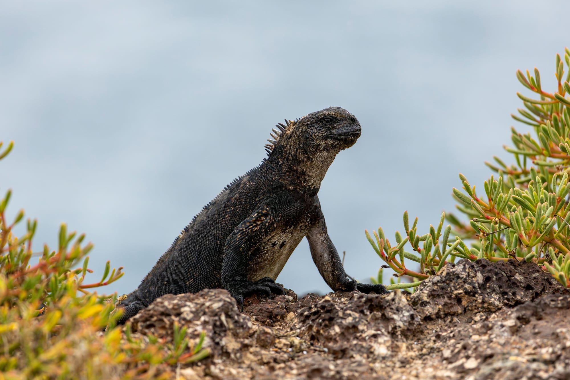 A colourful marine iguana on red-and-green ground cover with cactus behind