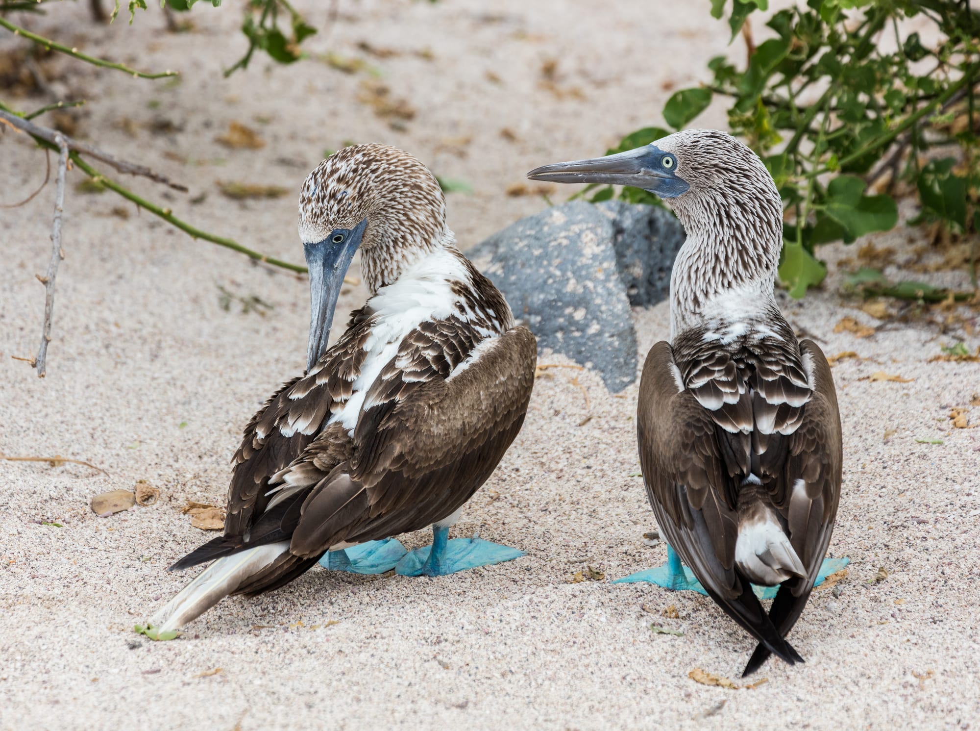 A blue-footed booby with vivid turquoise feet standing on a rock against the sea